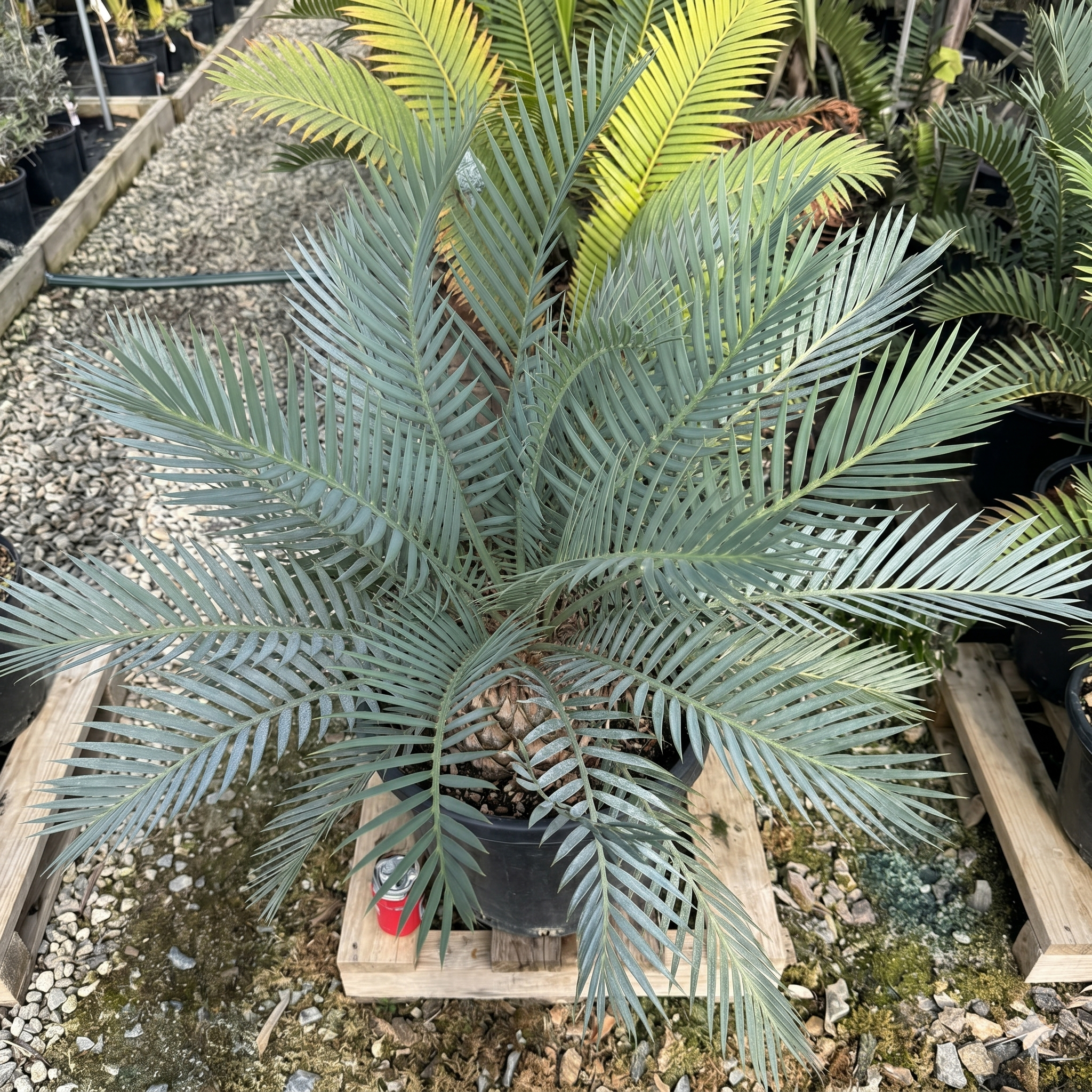 Cycad Lehmanii