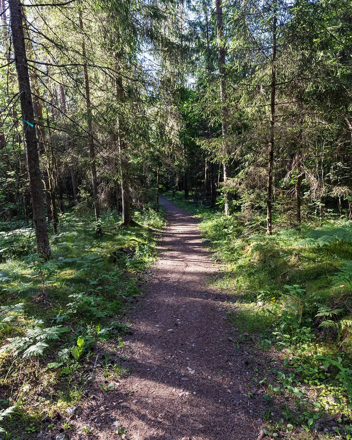 A dirt trail running through a green, dense forest with tall trees and sunlight filtering through the leaves. Samogitia Ultra