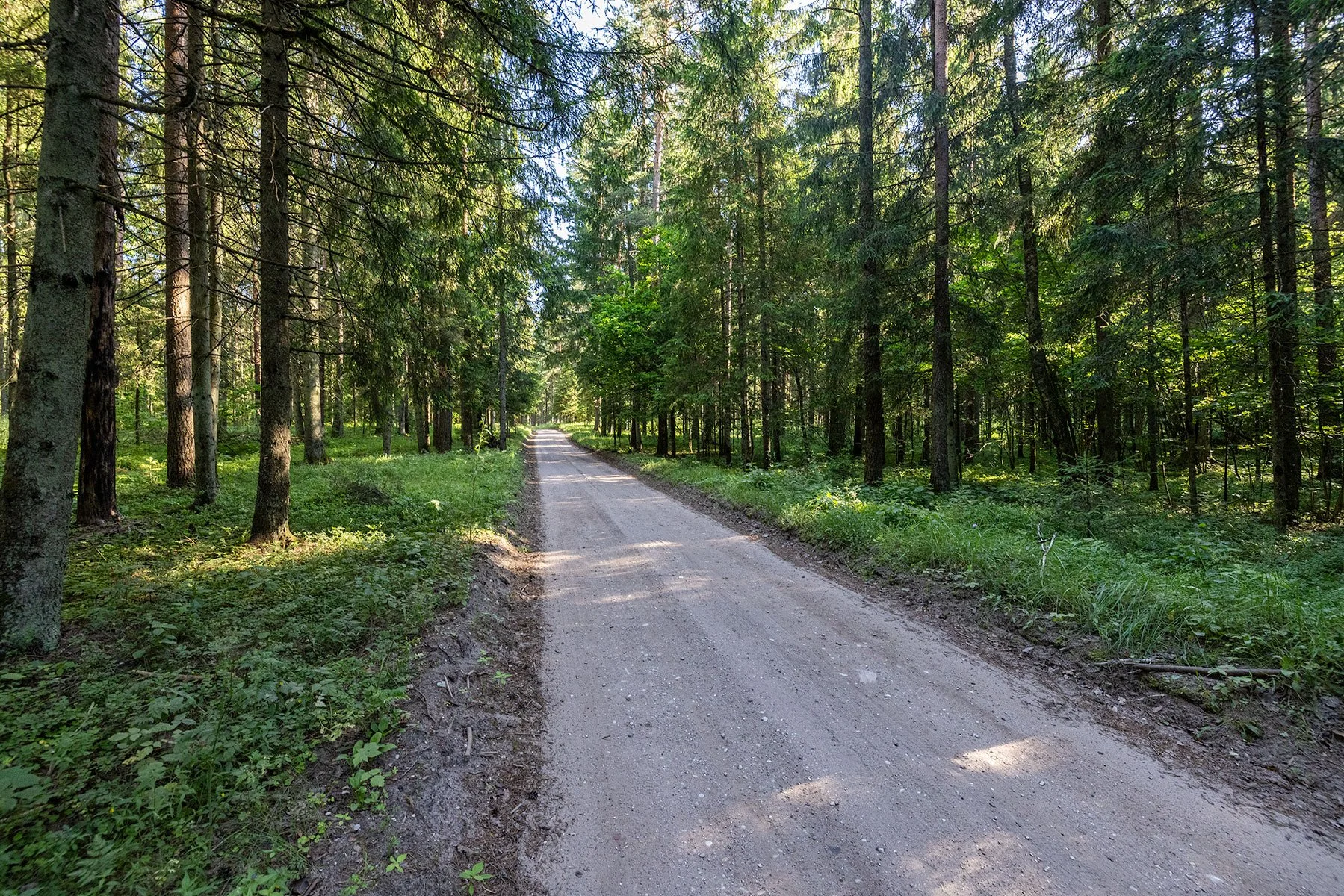 A dirt road runs through a dense green forest with tall trees and sunlight filtering through the leaves. Samogitia Ultra