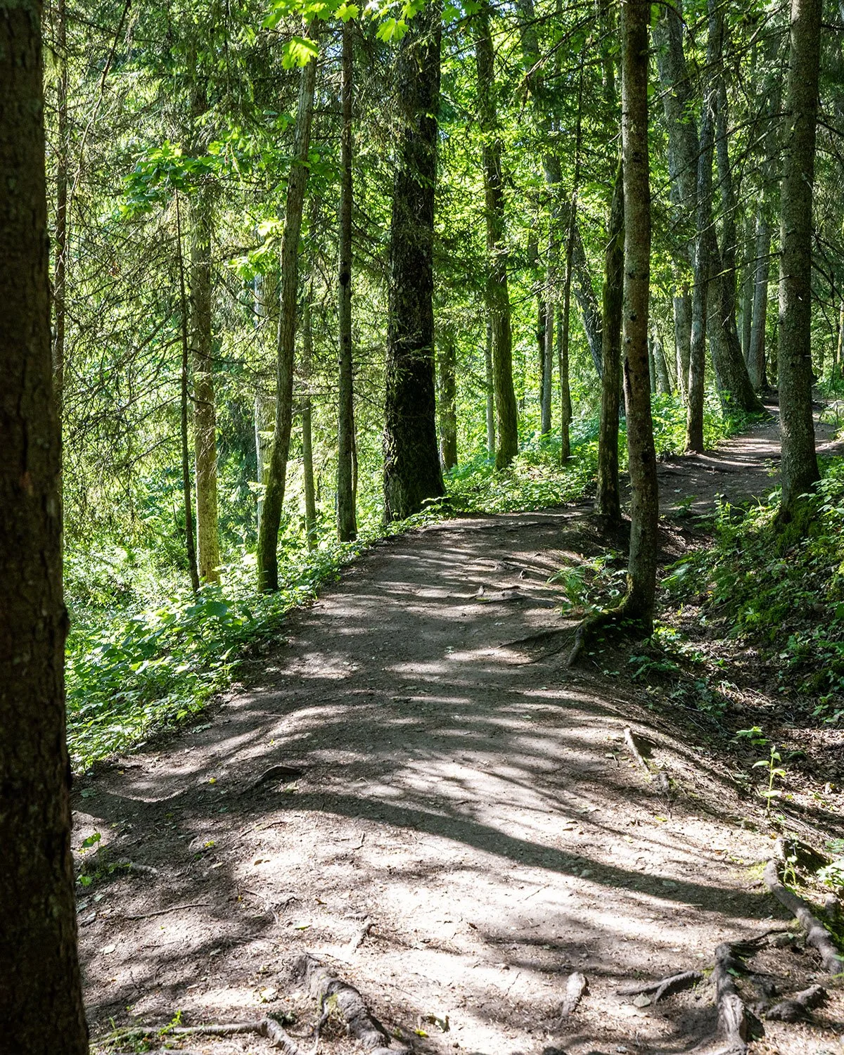 A dirt trail winding through a green forest with tall trees and dappled sunlight. Samogitia Ultra
