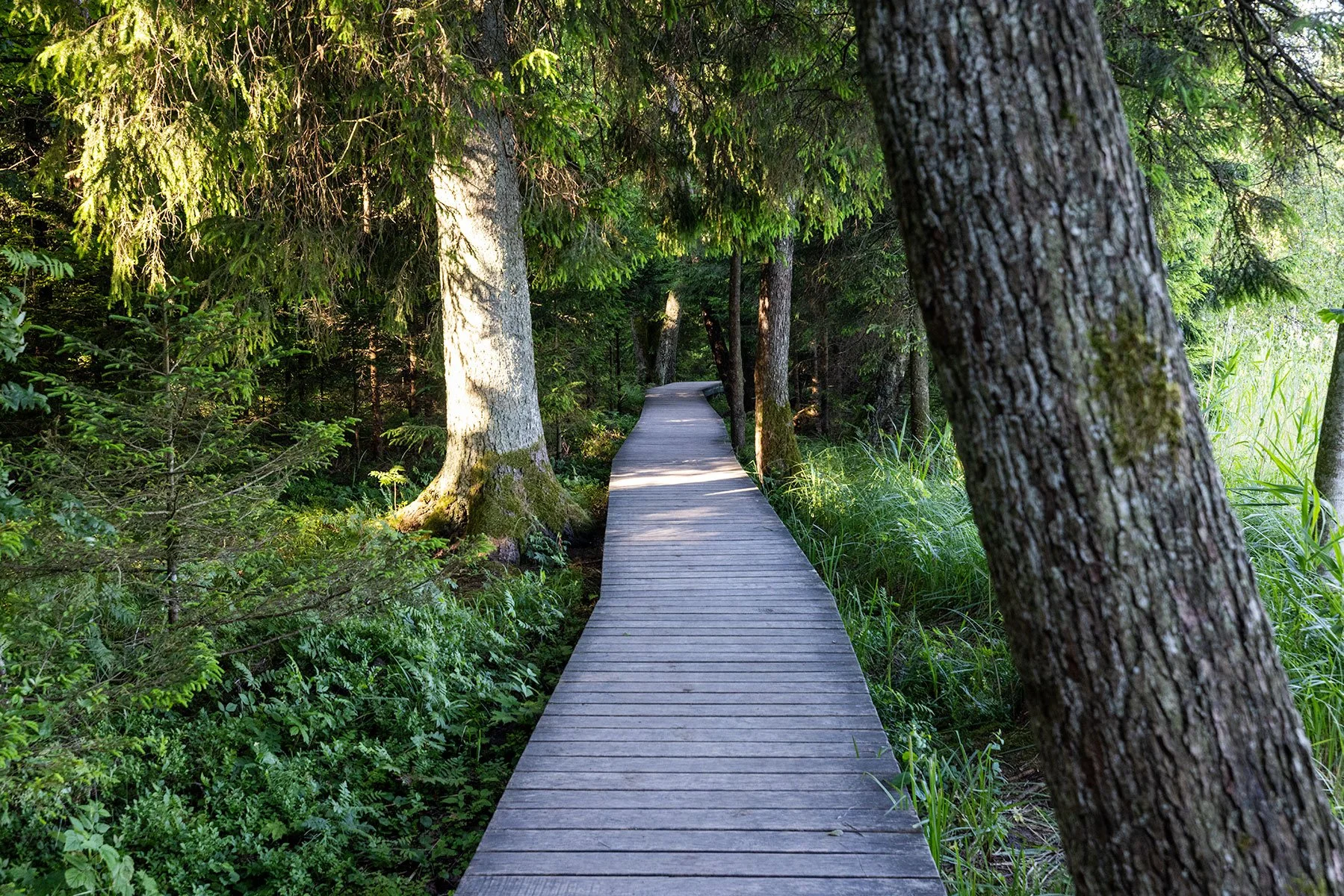 A narrow wooden boardwalk winding through a green forest with tall trees and dense foliage. Samogitia Ultra