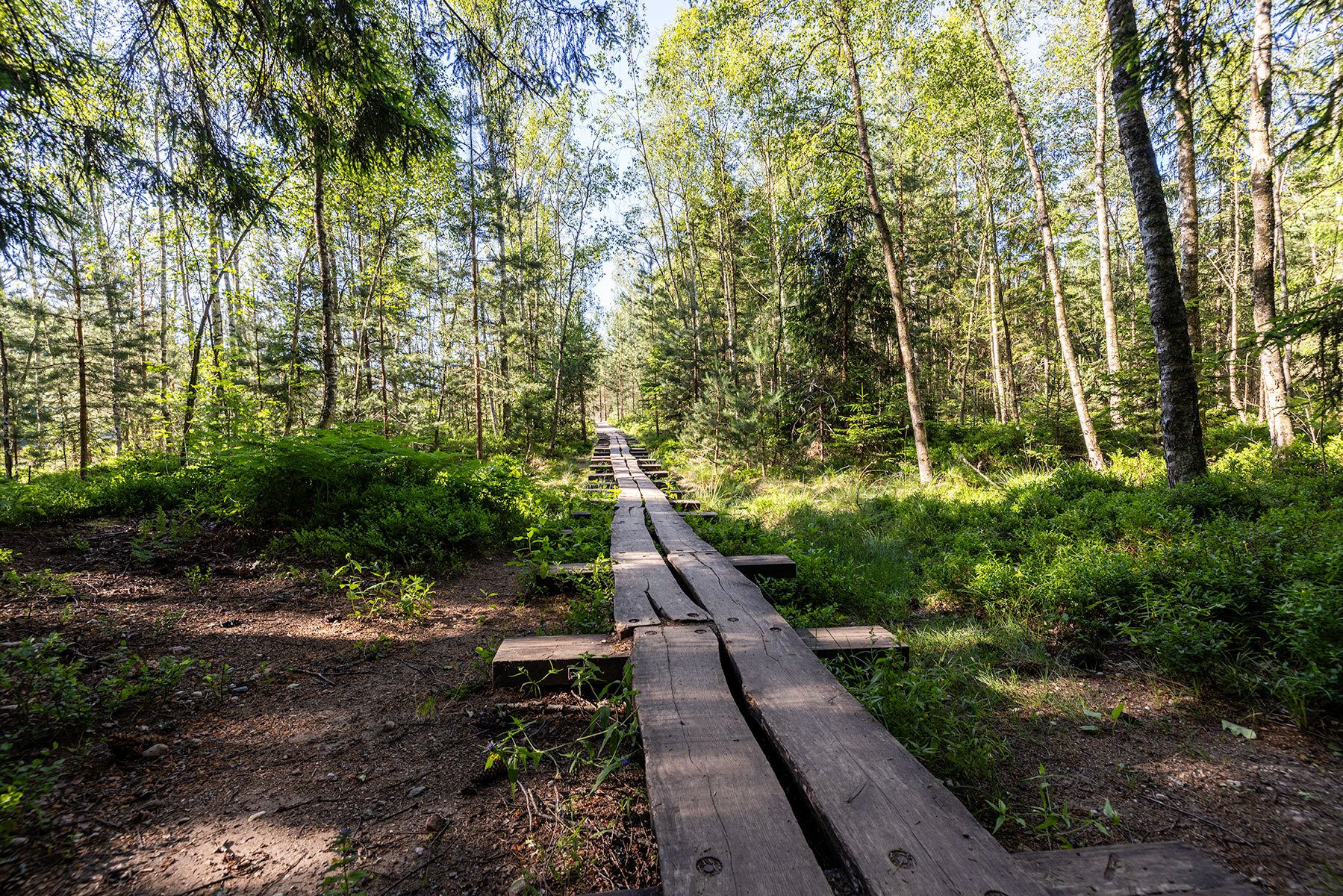 A narrow wooden boardwalk trail cuts through a lush green forest with tall trees and abundant foliage, sunlight filtering through the leaves. Samogitia Ultra
