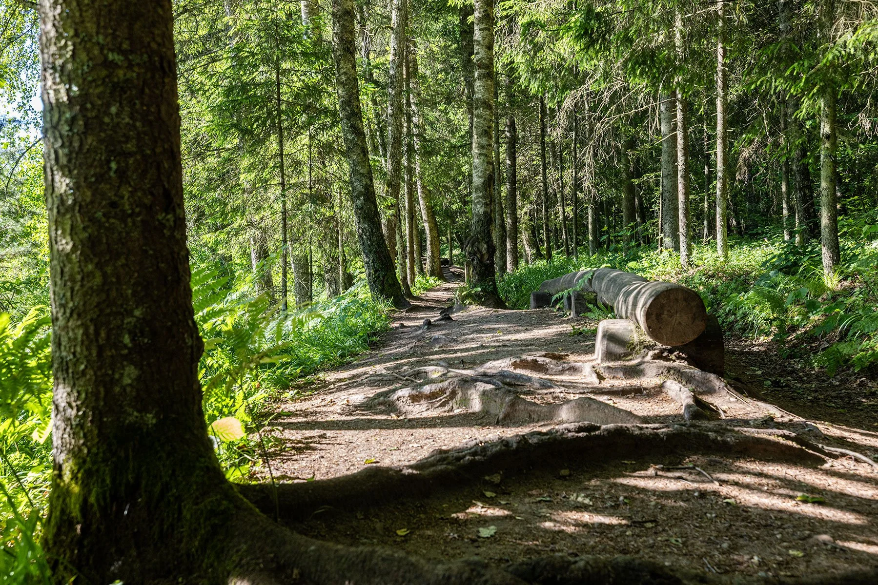 A dirt trail in a lush green forest with tall trees and ferns, sunlight filtering through the canopy, and a fallen log on the side of the trail. Samogitia Ultra