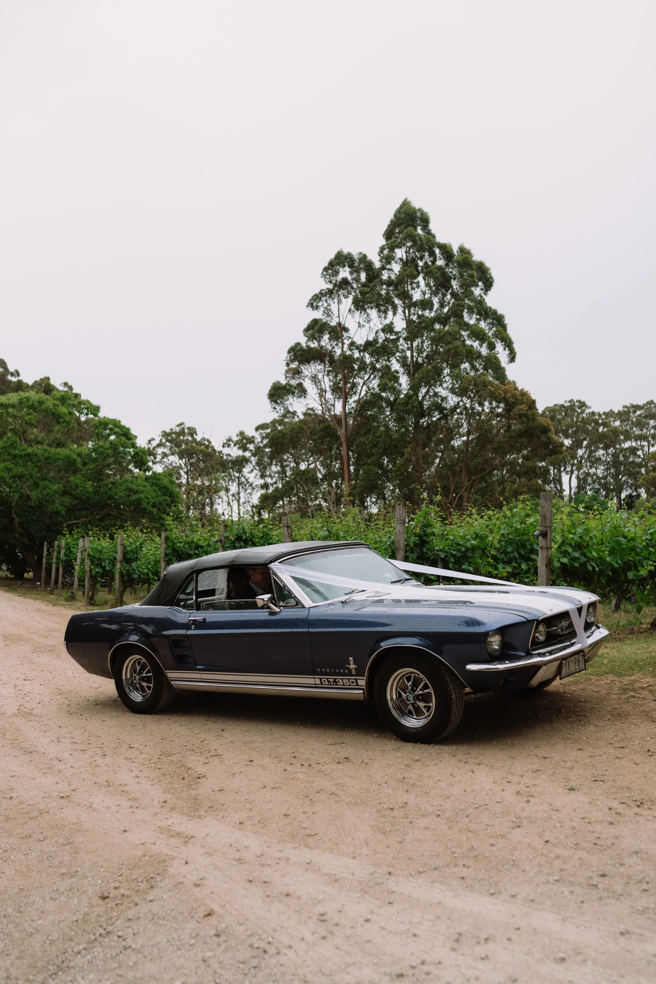 A vintage dark blue Ford Mustang GT 350 convertible parked on a dirt road next to a vineyard, with tall green trees and an overcast sky in the background.