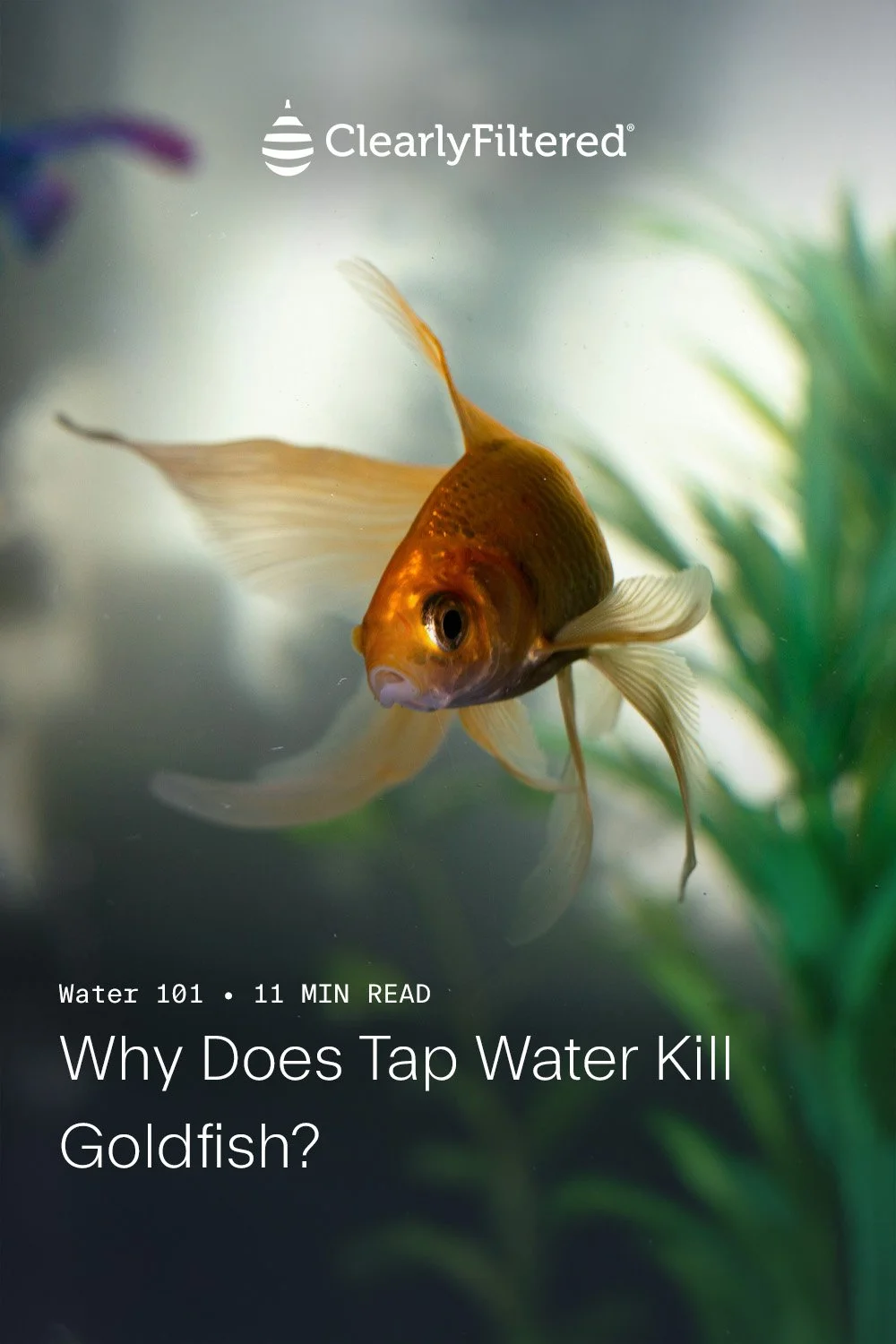 Why Does Tap Water Kill Goldfish_.jpg