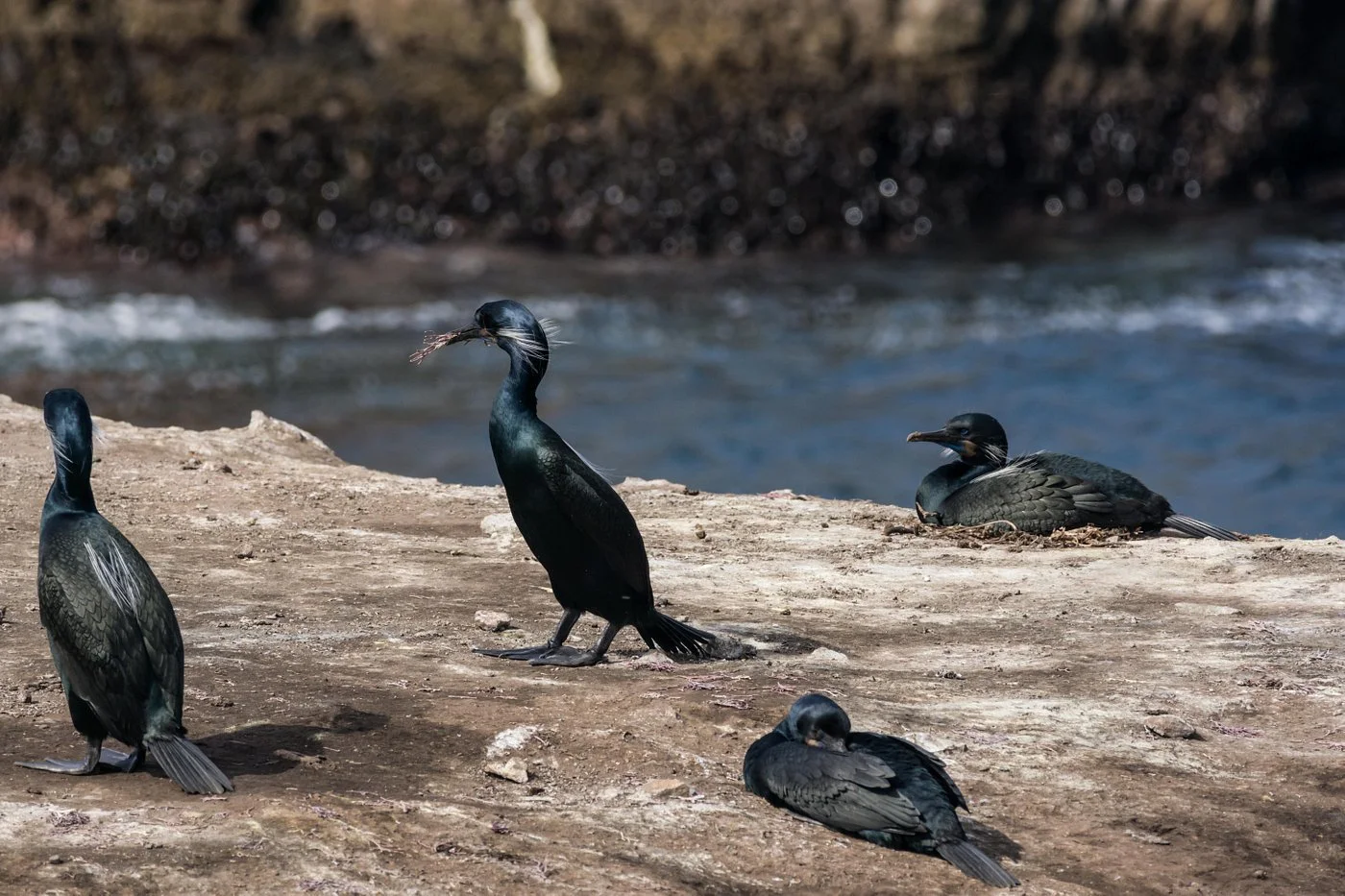 male-cormorant-gathering.jpg