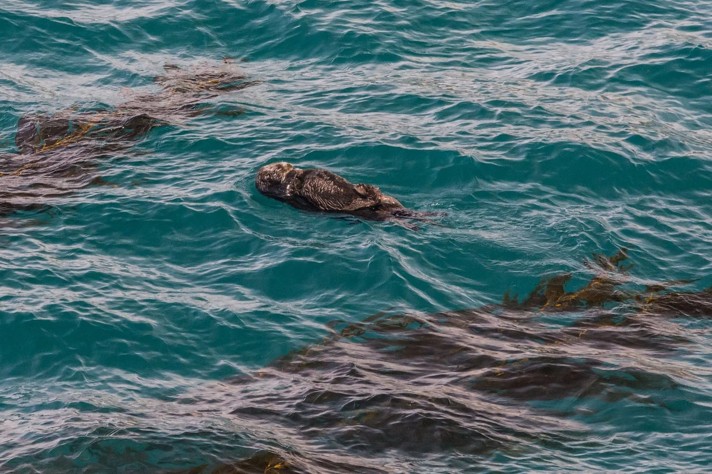 sea-otter-with-baby-among.jpg