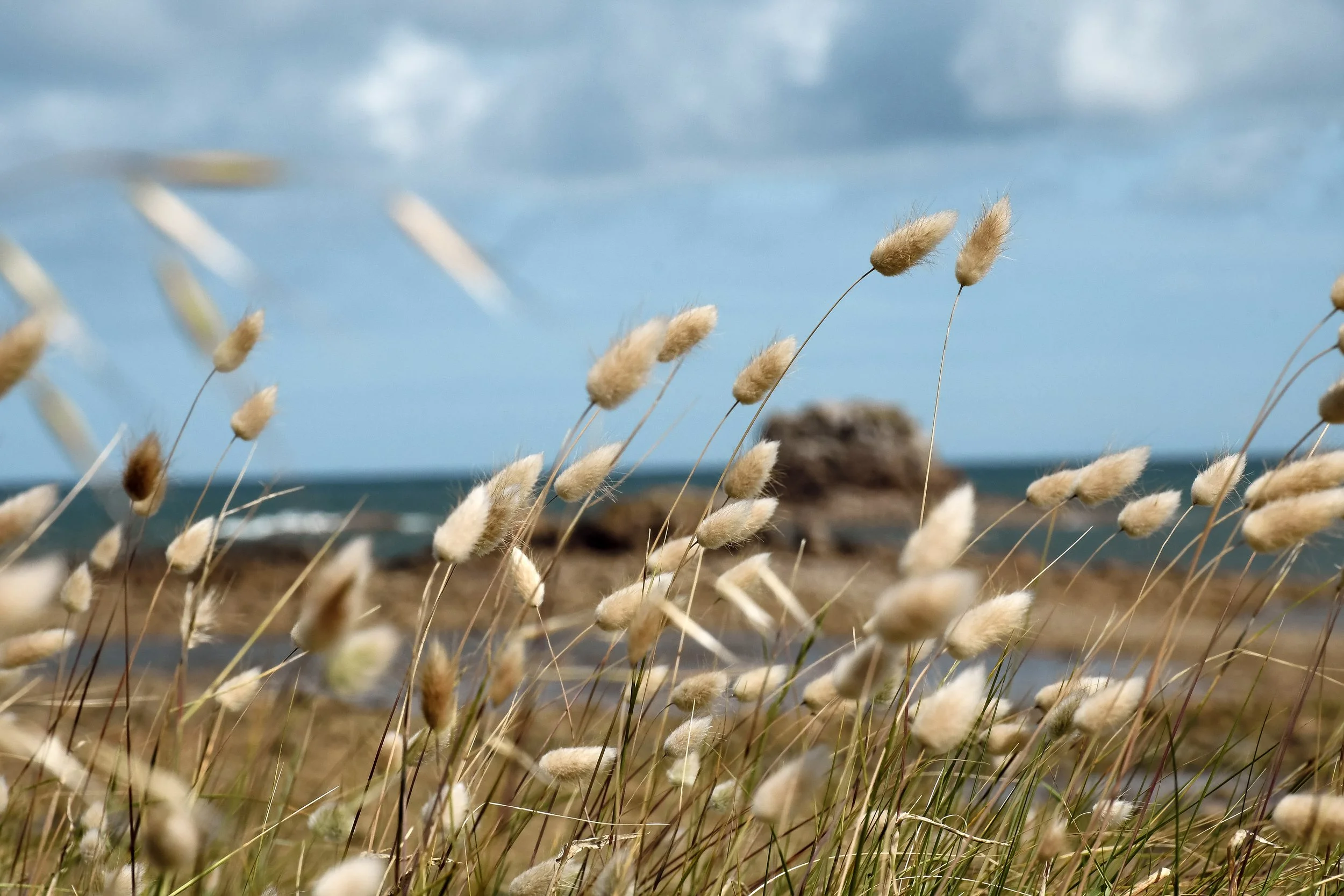 sillon-de-talbert-vegetation.jpg