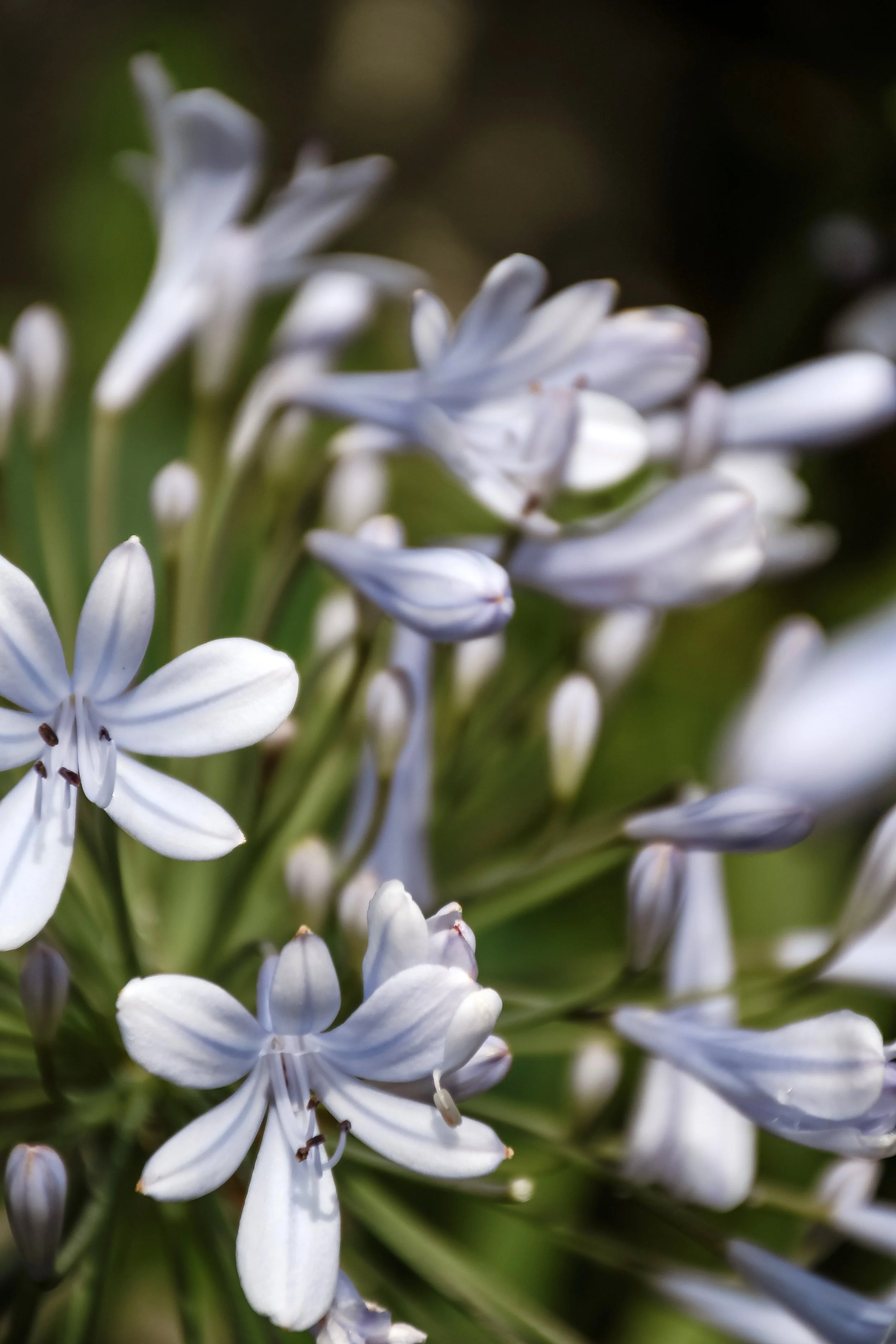 ornans-fleur-sandrine-baverel.jpg