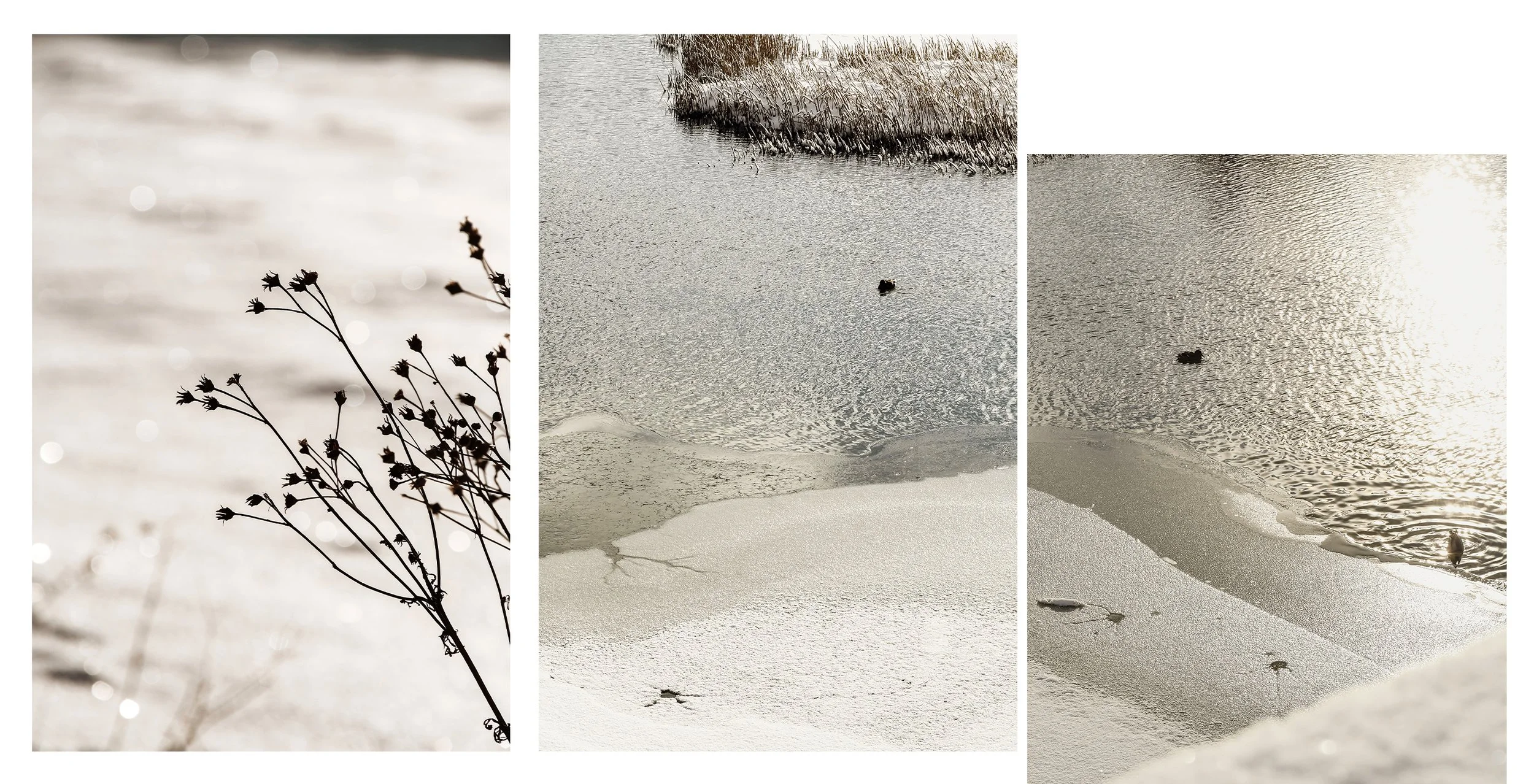 triptyque-photos-neige-rando-sandrine-baverel.jpg