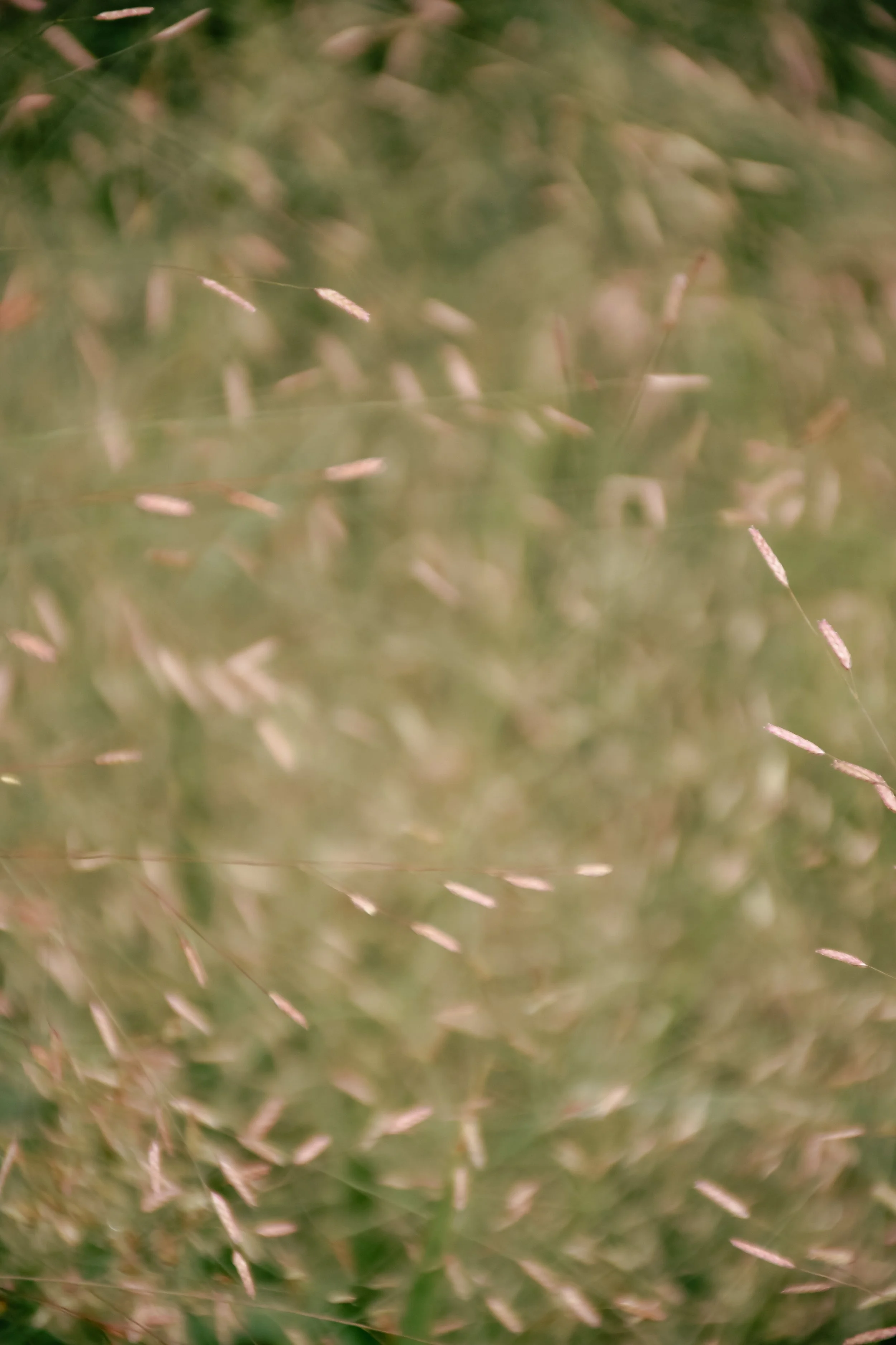 prieure-de-mouthier-haute-pierre-jardin-sandrine-baverel.jpg