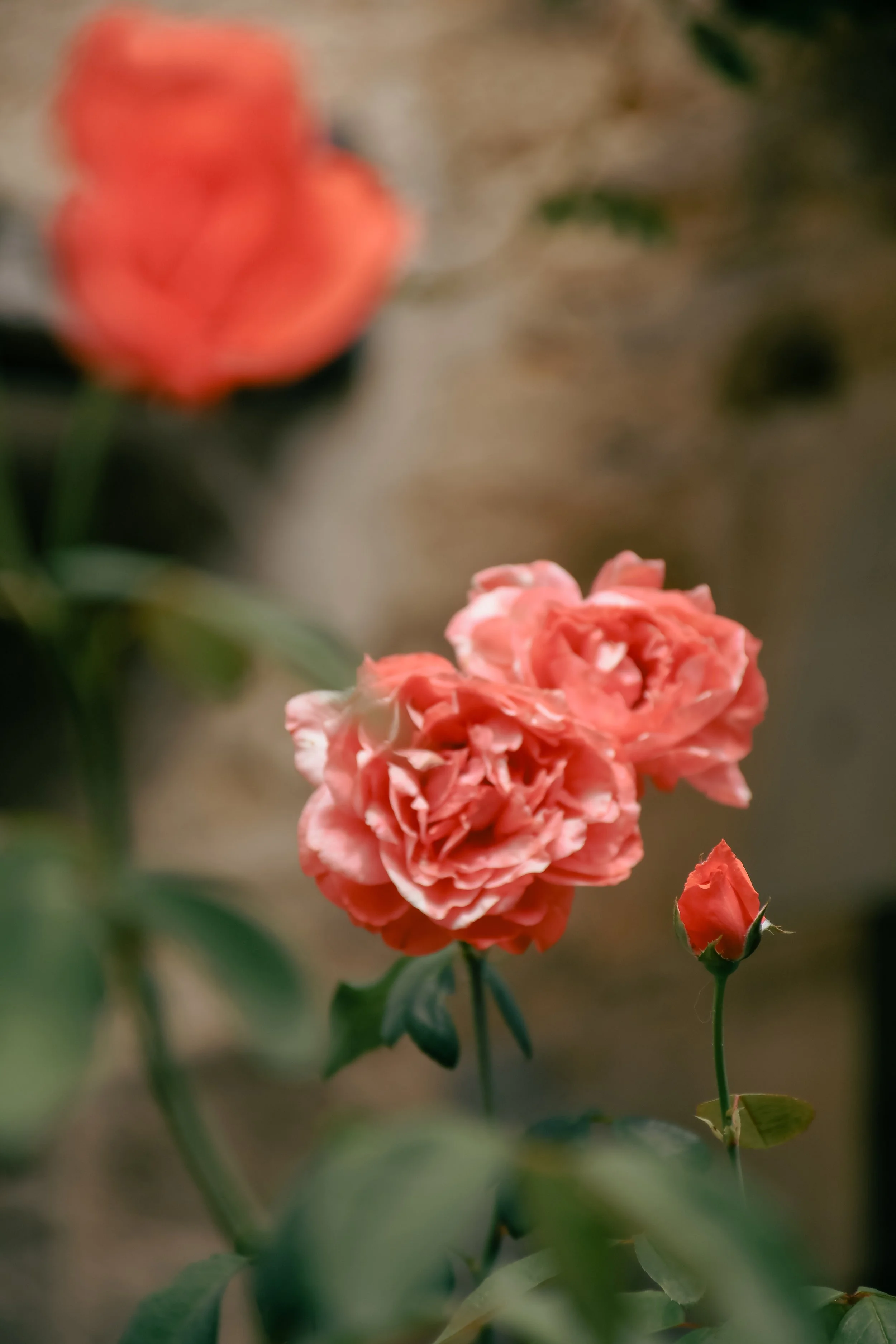 prieure-de-mouthier-haute-pierre-fleurs-sandrine-baverel.jpg