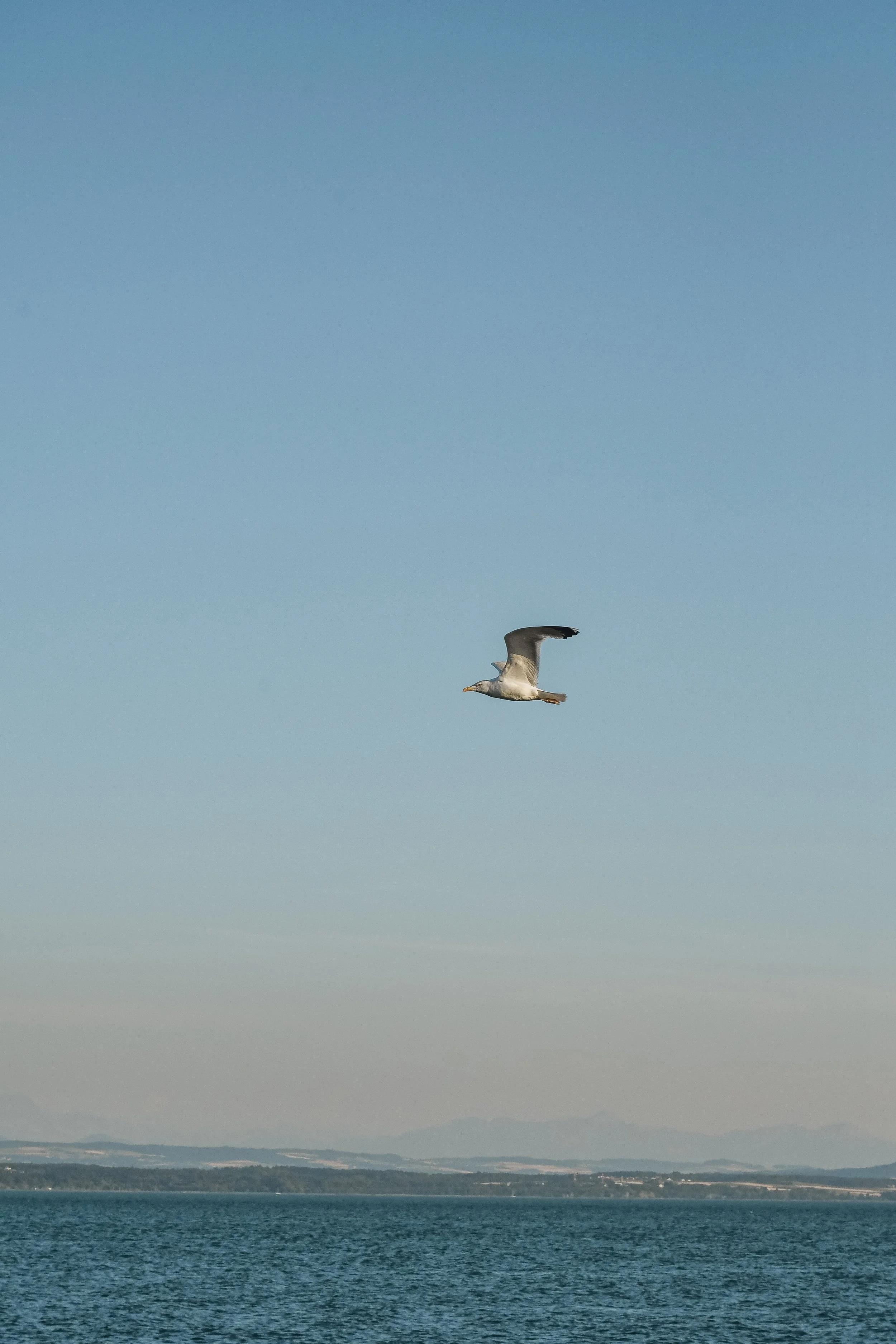 Une mouette en vol au-dessus de l'eau, avec un horizon de montagne au loin, ciel bleu clair.