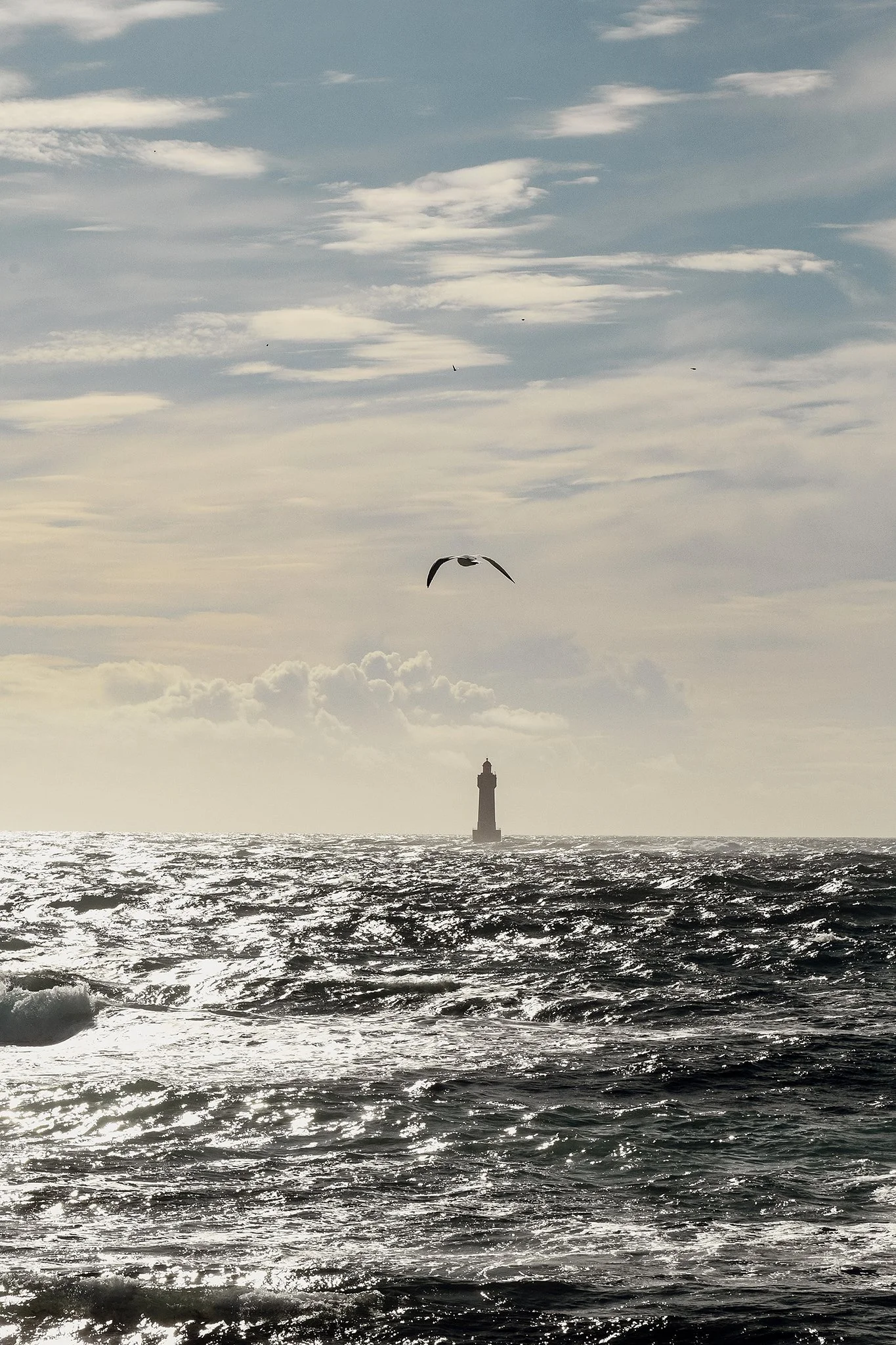 ouessant-automne-mer-et-mouette-sandrine-baverel-photo.jpg