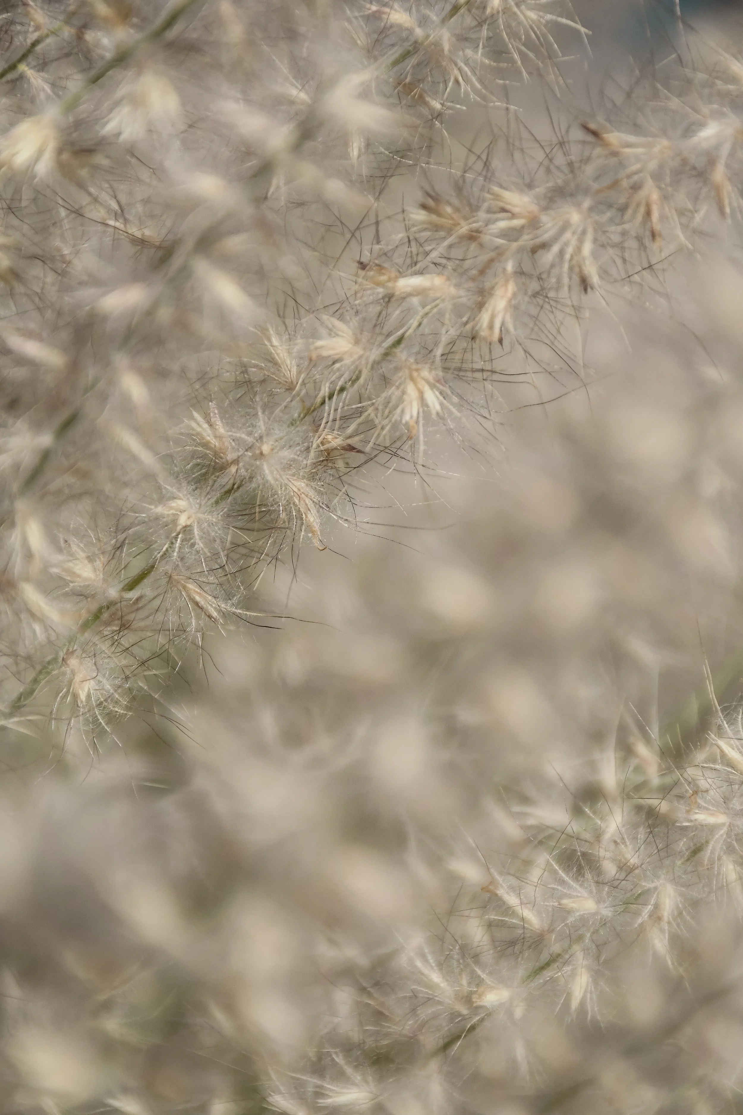 Gros plan de plumes de pissenlit, montrant leur texture douce et légère.