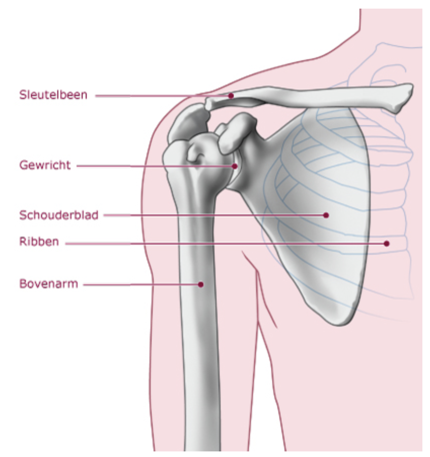Anatomie van de schouder