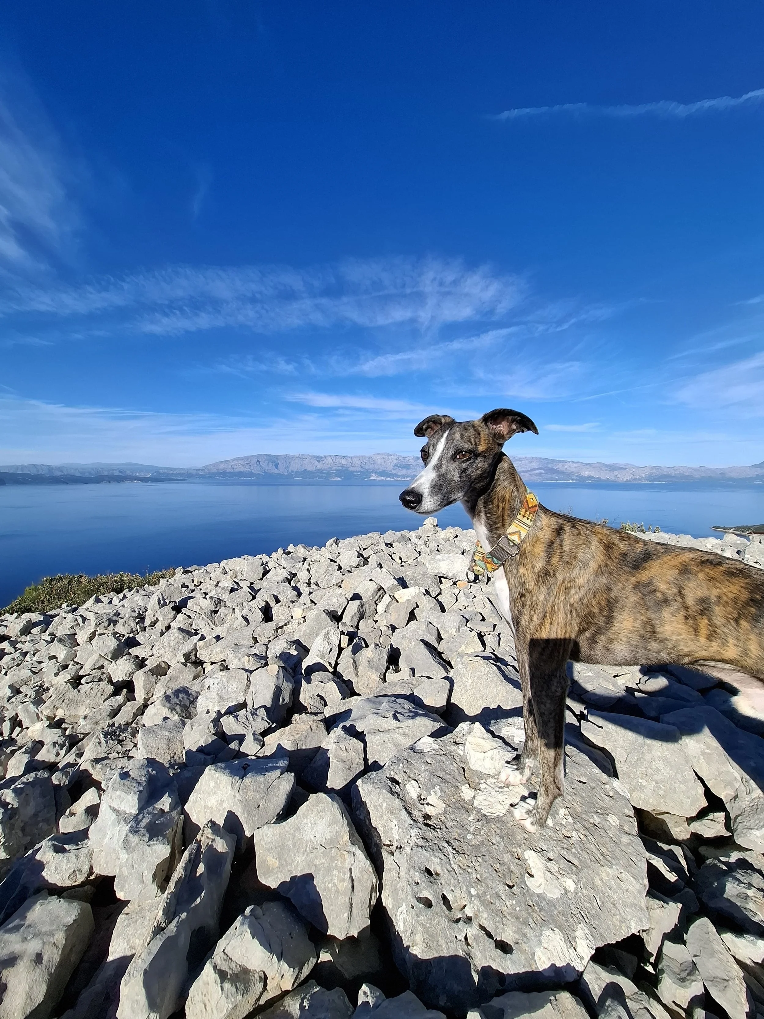Ein Hund steht auf einer Steilküste mit Blick auf einen ruhigen See und Berge im Hintergrund, bei sonnigem Himmel.