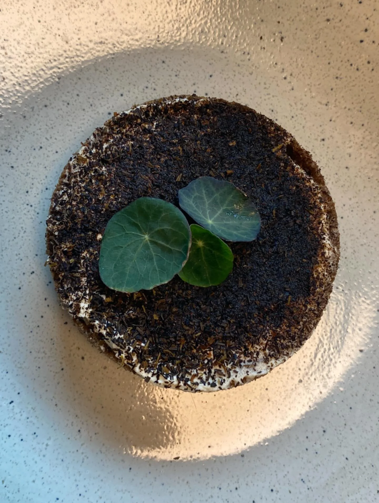 Speltt&aelig;rte med fermenteret perlebyg, glask&aring;l, fennikel, radiser, sm&oslash;reost, porreaske og tallerkensm&aelig;kker @kornets_hus @holmgaardsgroent
