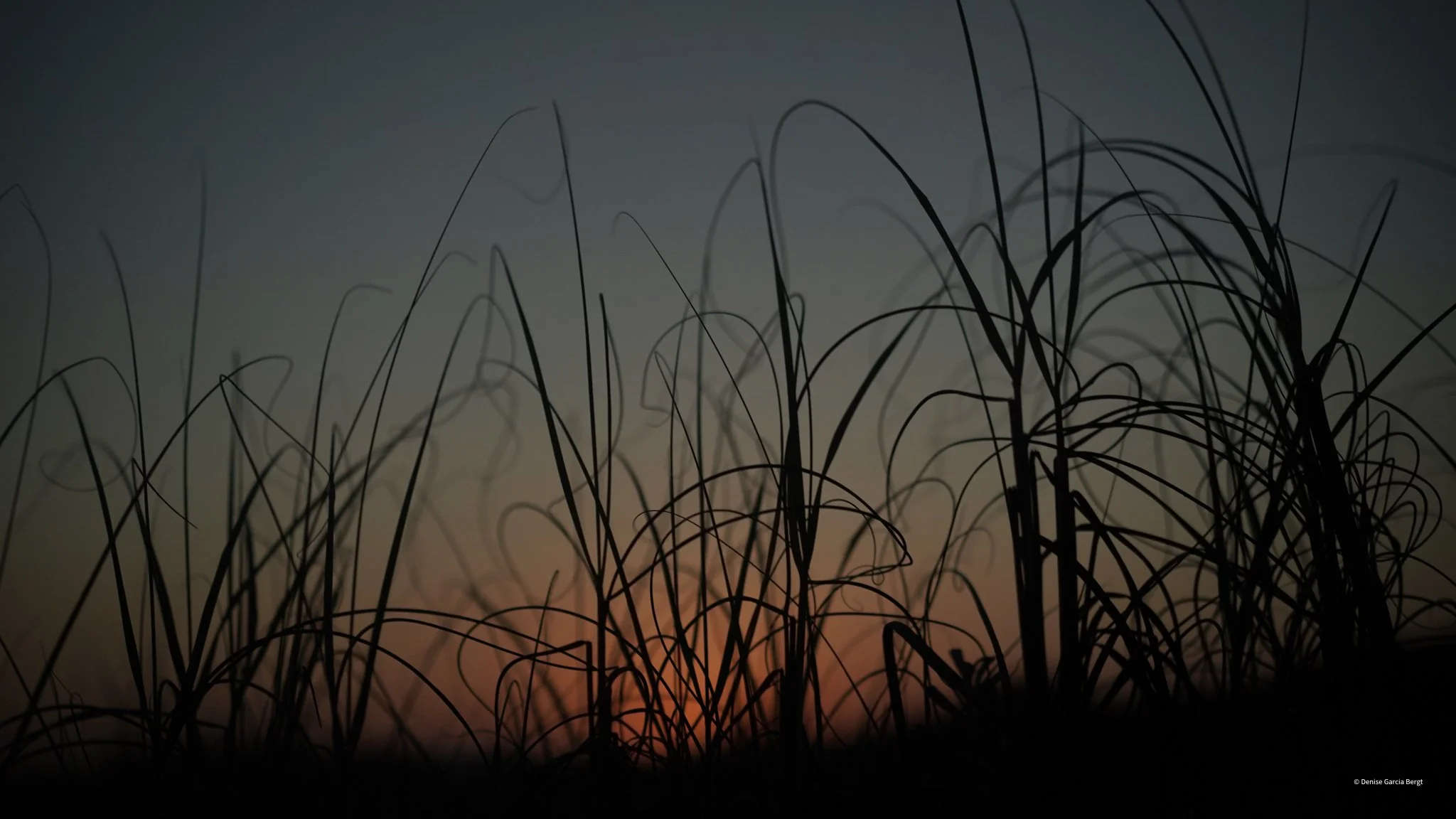 Silhouette of tall grass and plants against a colorful sunset sky with orange, yellow, and blue hues.