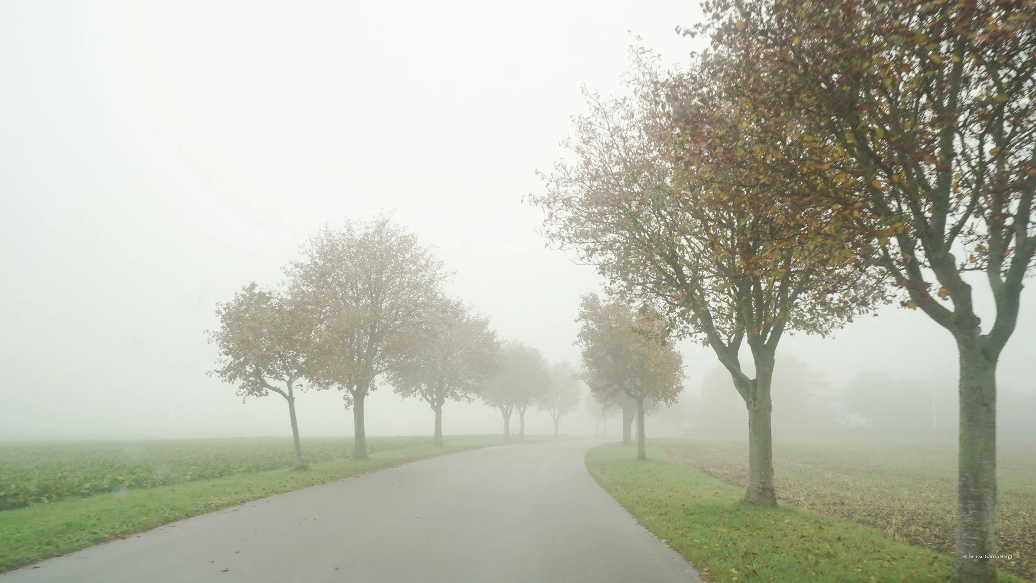A winding road lined with trees on both sides, shrouded in dense fog, creating a mysterious and tranquil atmosphere.