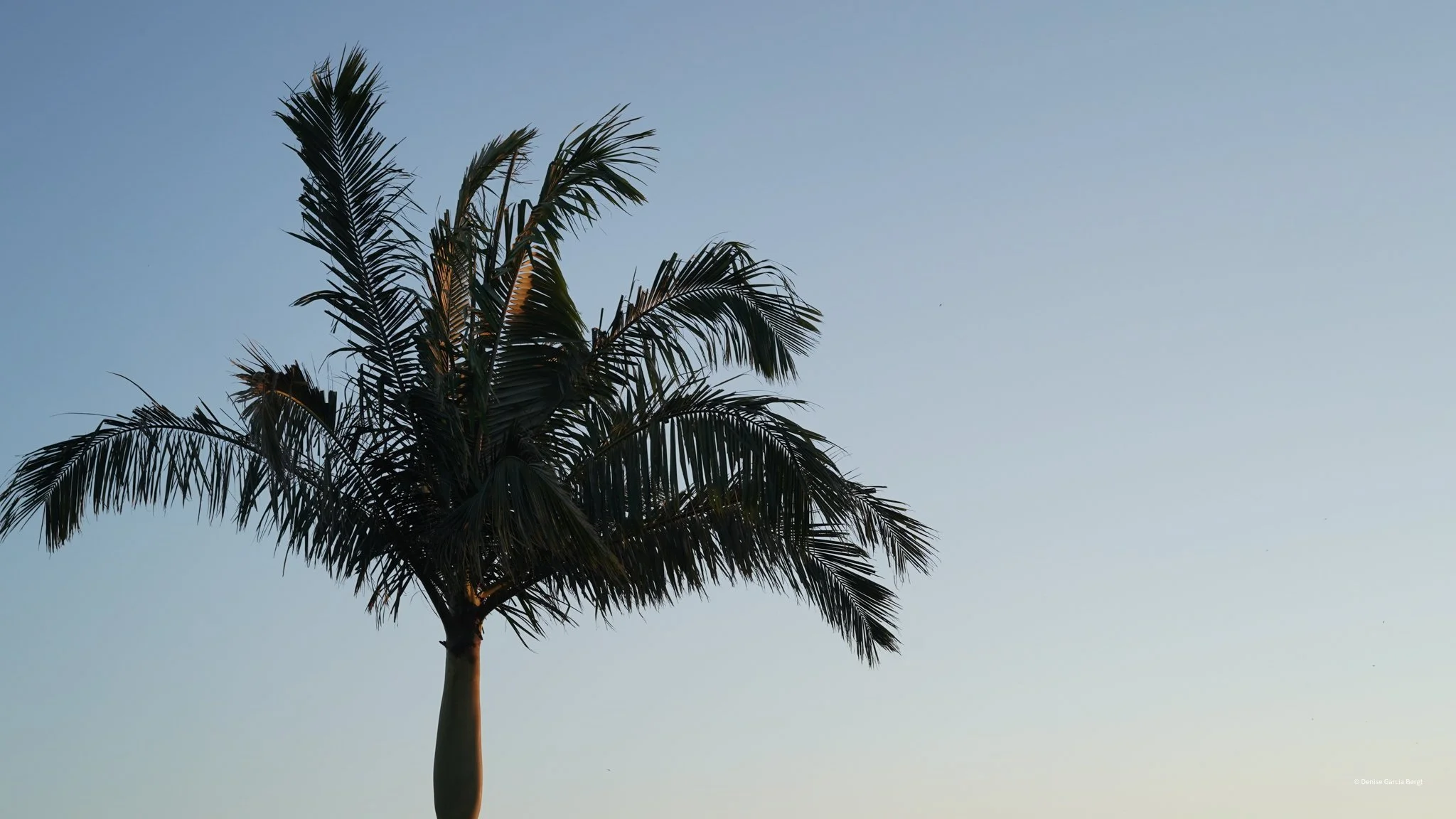 A palm tree silhouette against a clear sky at dusk or dawn.