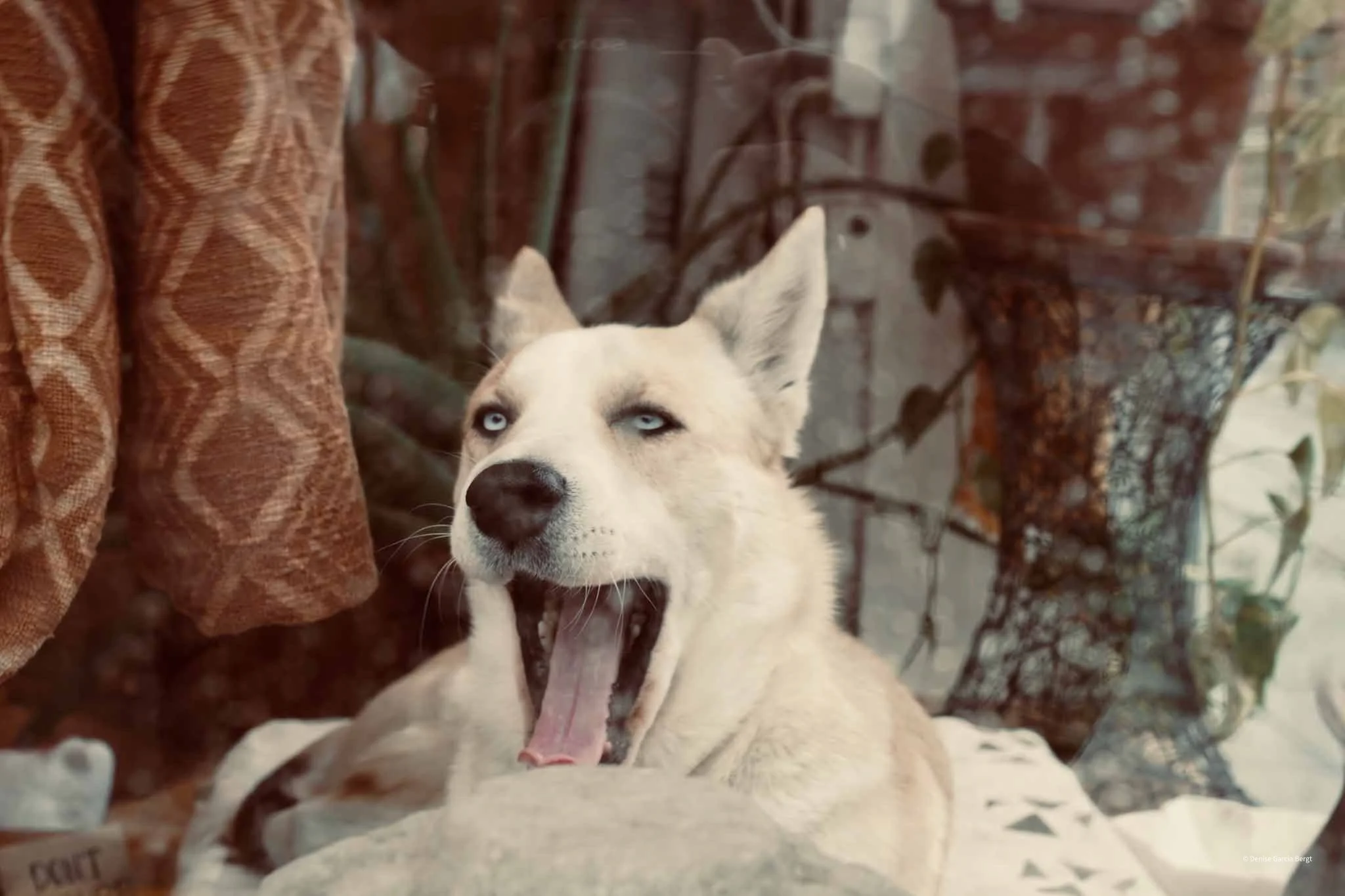 A white and gray dog with blue eyes, yawning while lying on a blanket indoors, beside patterned curtains and houseplants.