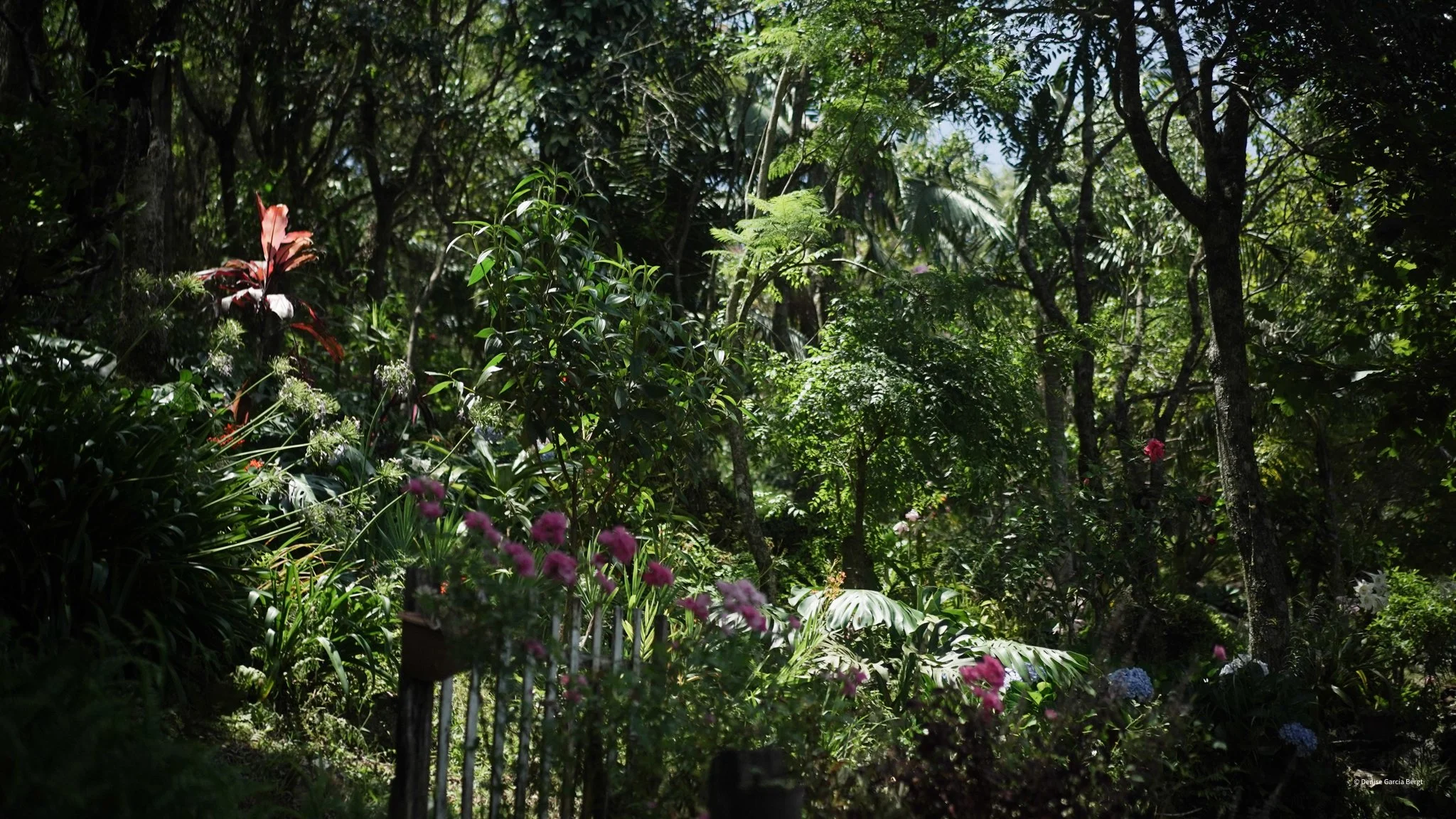 A lush, green garden with various plants, trees, and colorful flowers under dappled sunlight.
