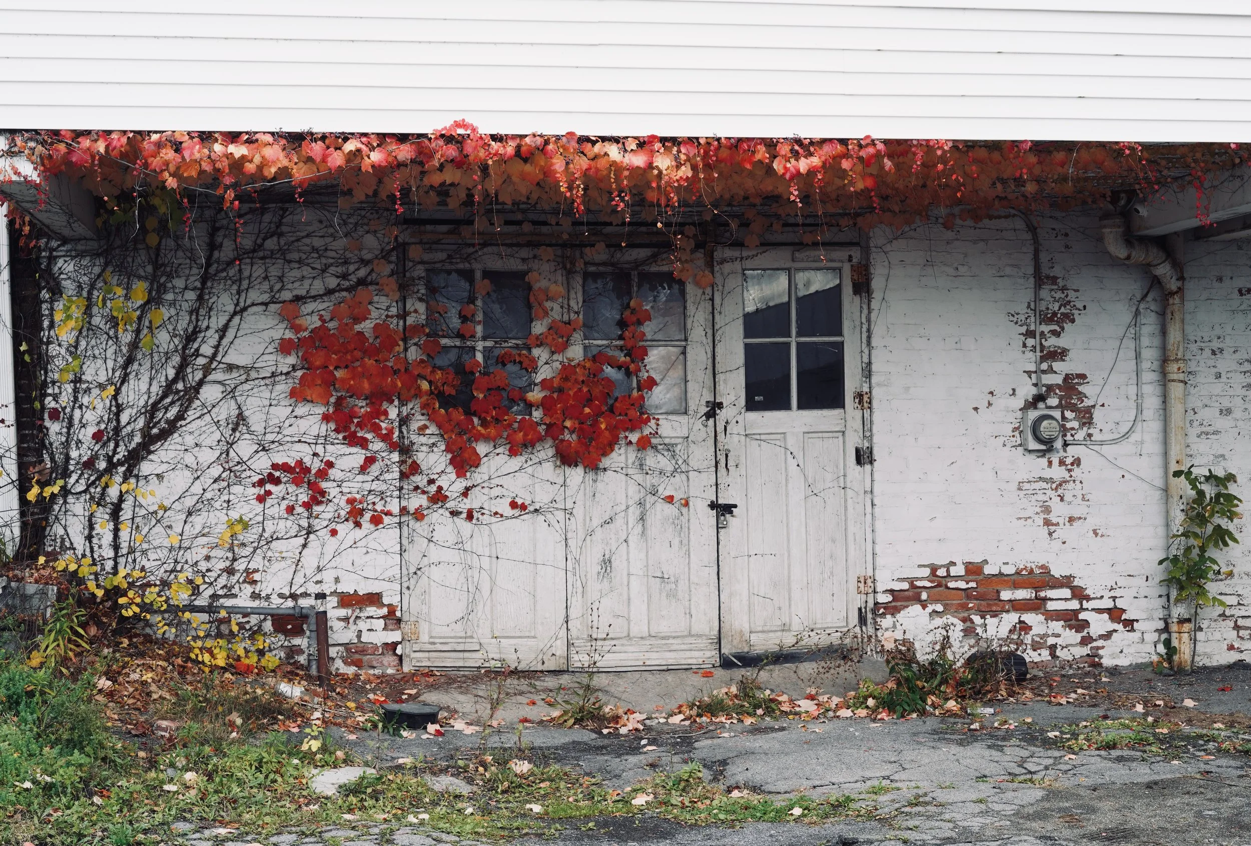 Old white brick building with double doors and a window, decorated with red and yellow vines, surrounded by overgrown plants and fallen leaves.