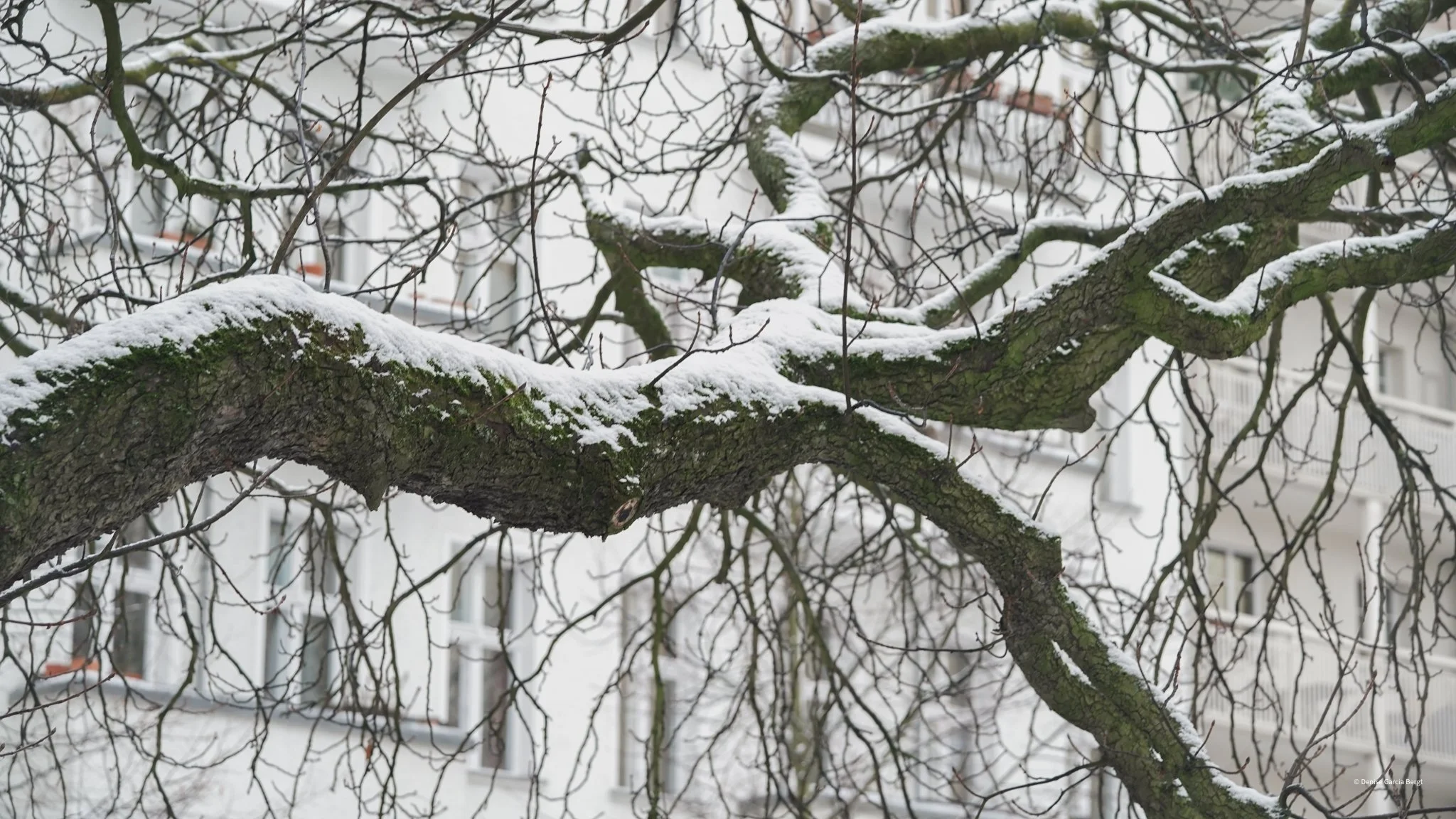 Snow-covered tree branch with leafless twigs in front of a white building with windows and balconies.