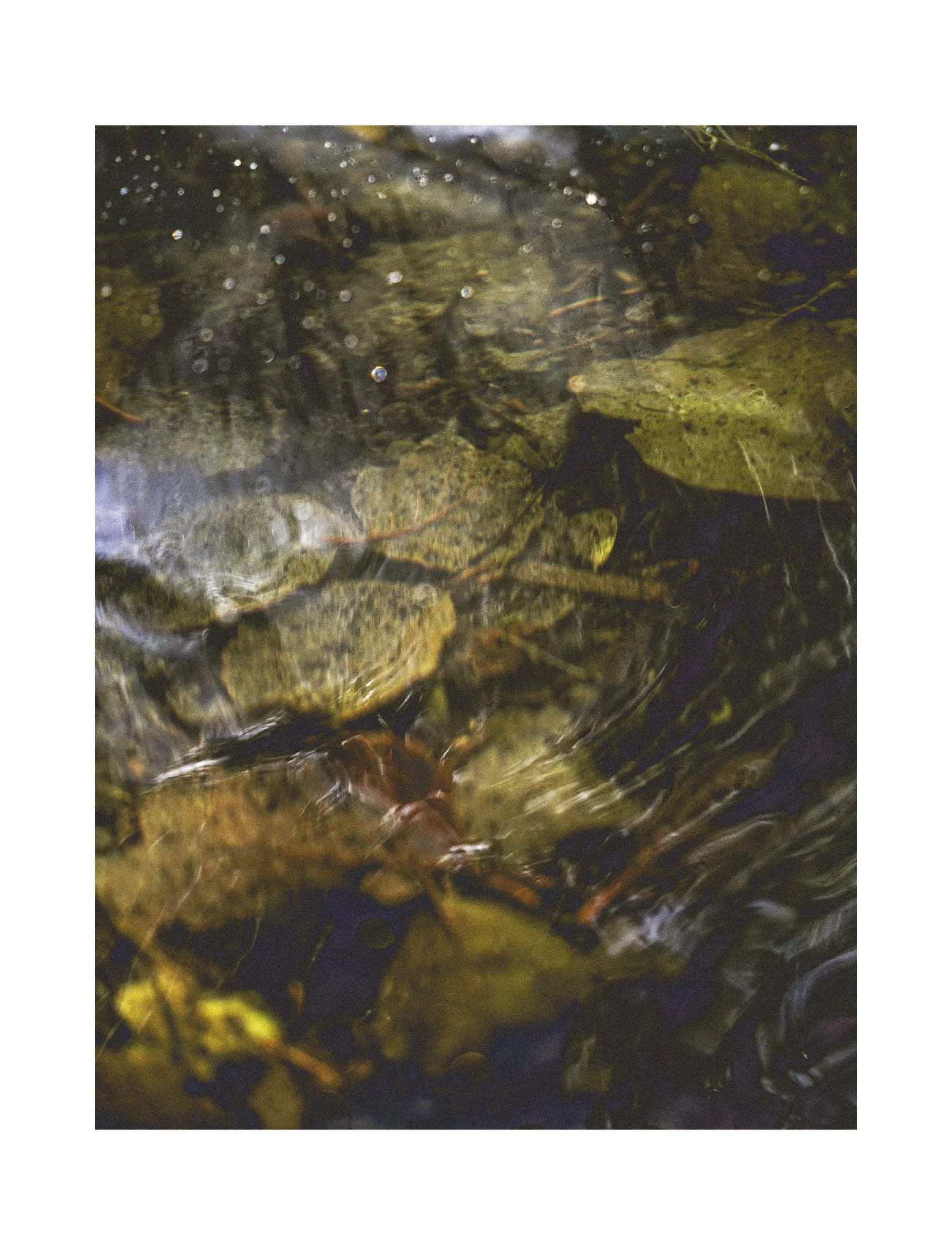 300826-BUCKOW NATURE-2.jpg