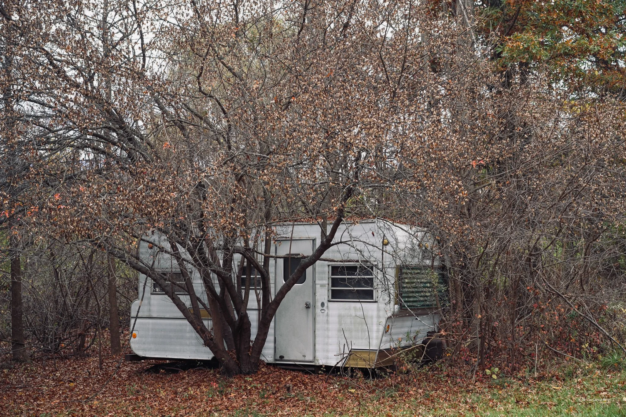 An old, weathered RV trailer partially obscured by leafless trees with sparse brown leaves, situated on a grassy ground with fallen leaves.