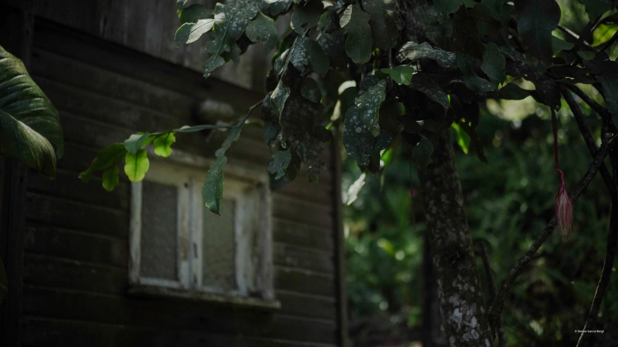 A small, weathered window on the side of a dark wooden building, partially obscured by overgrown green foliage and branches, with sunlight filtering through the leaves.