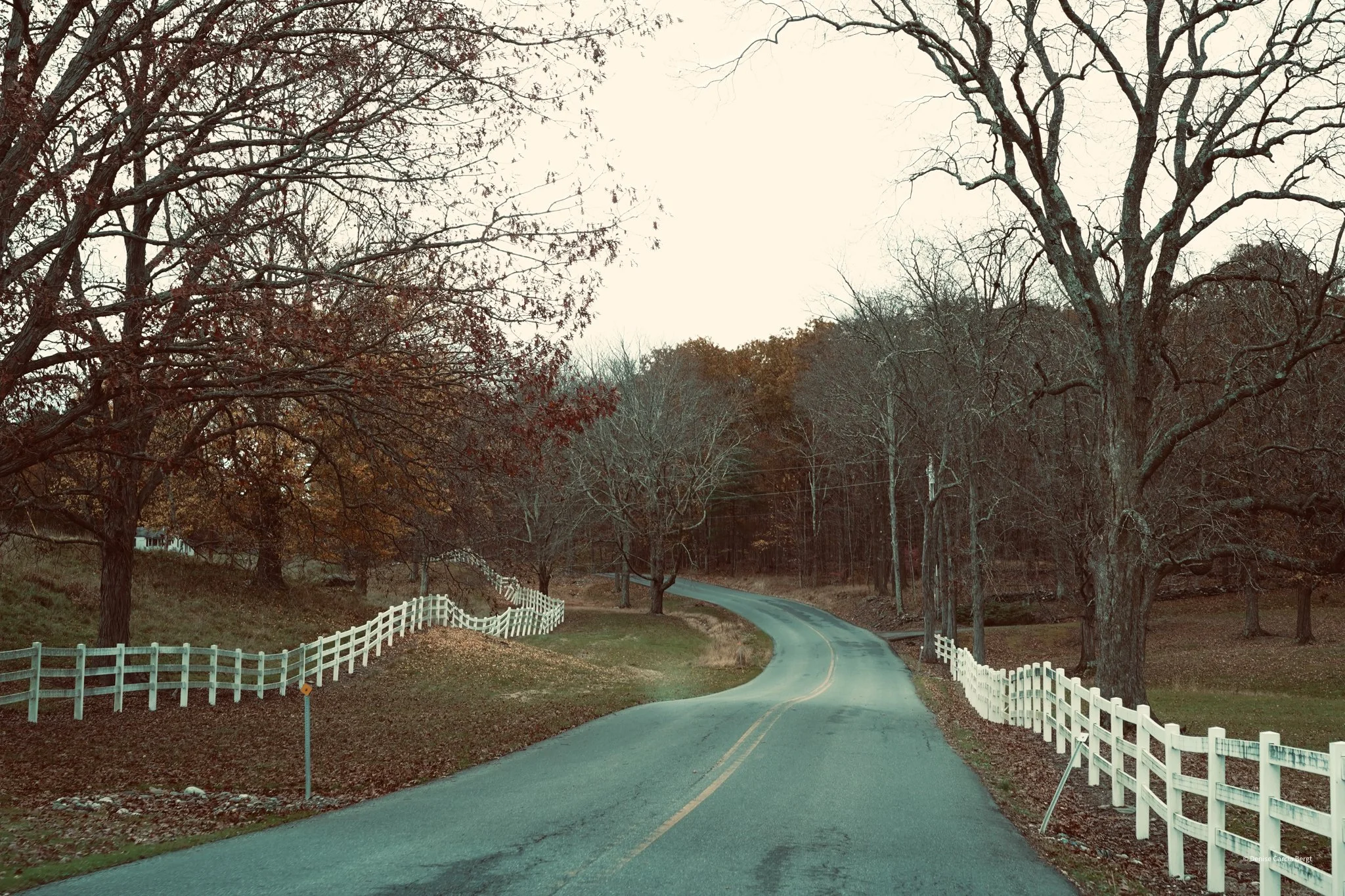 A curvy country road lined with leafless trees and white fences, with a grassy area on each side and a wooded hill in the background.