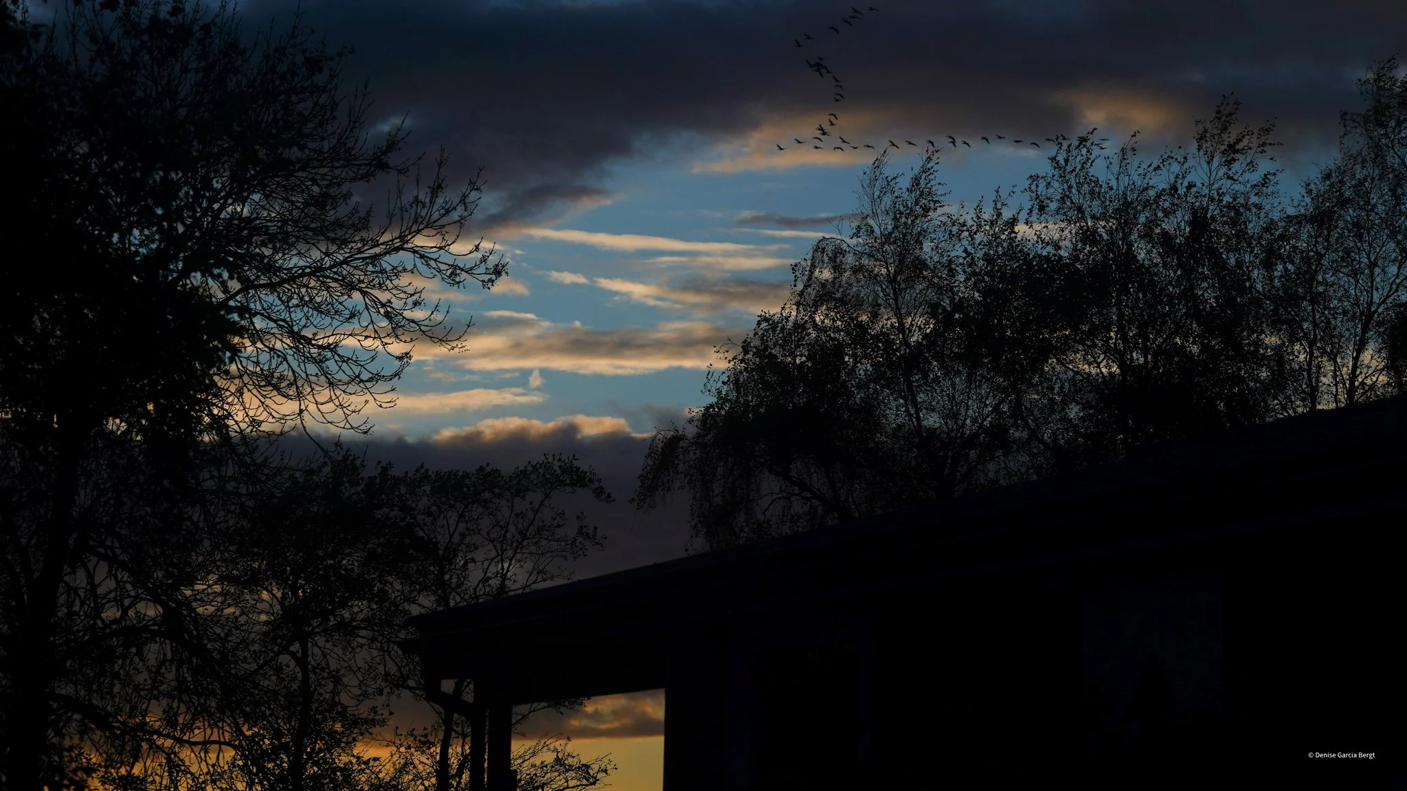 Sunset or sunrise sky with dark clouds and blue patches, silhouetted trees, and a distant flock of birds flying overhead.