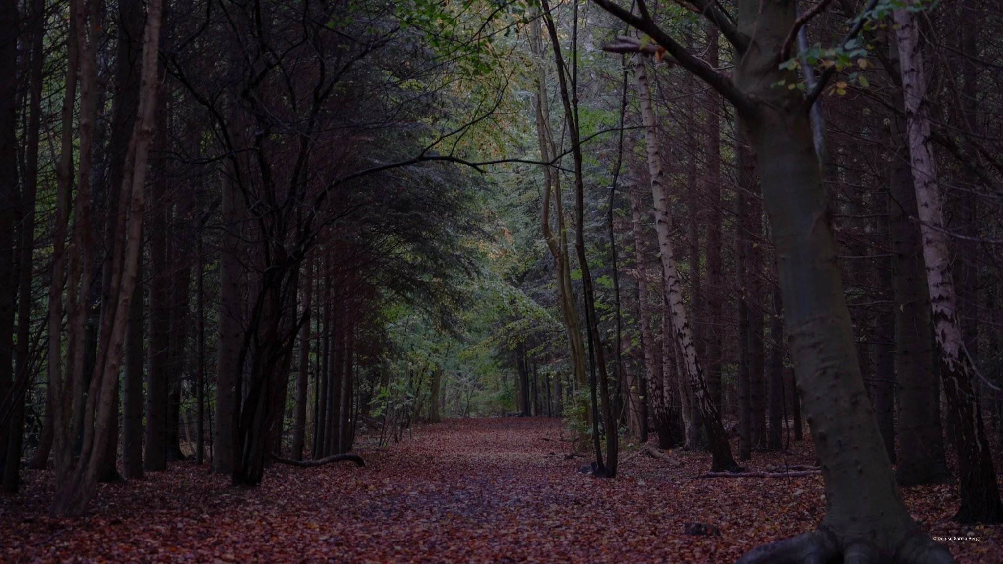 A dark, dense forest scene with a narrow, leaf-covered trail winding through tall trees with bare and leafy branches, under subdued light.