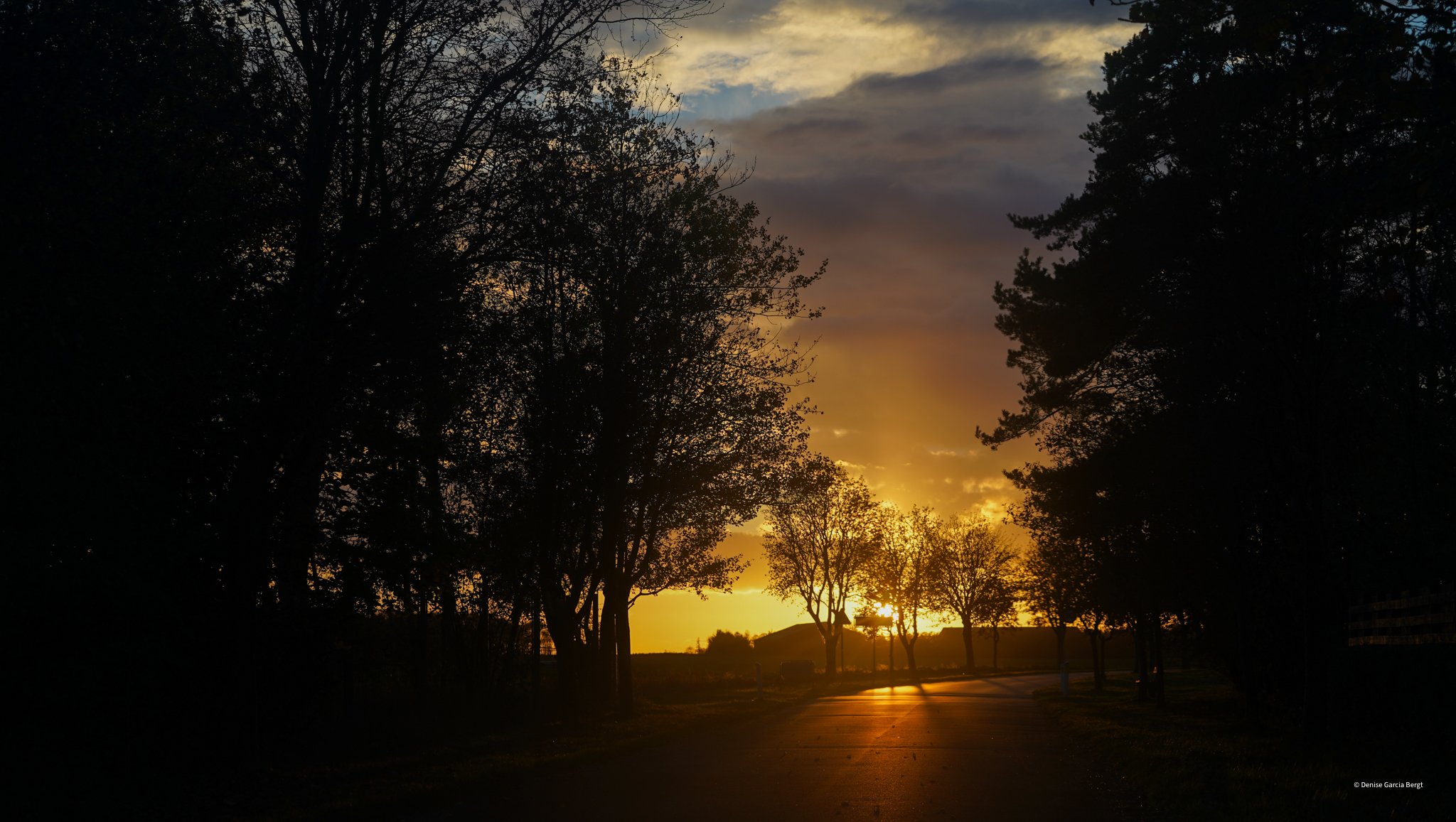 Sunset view through a row of silhouetted trees along a quiet road.