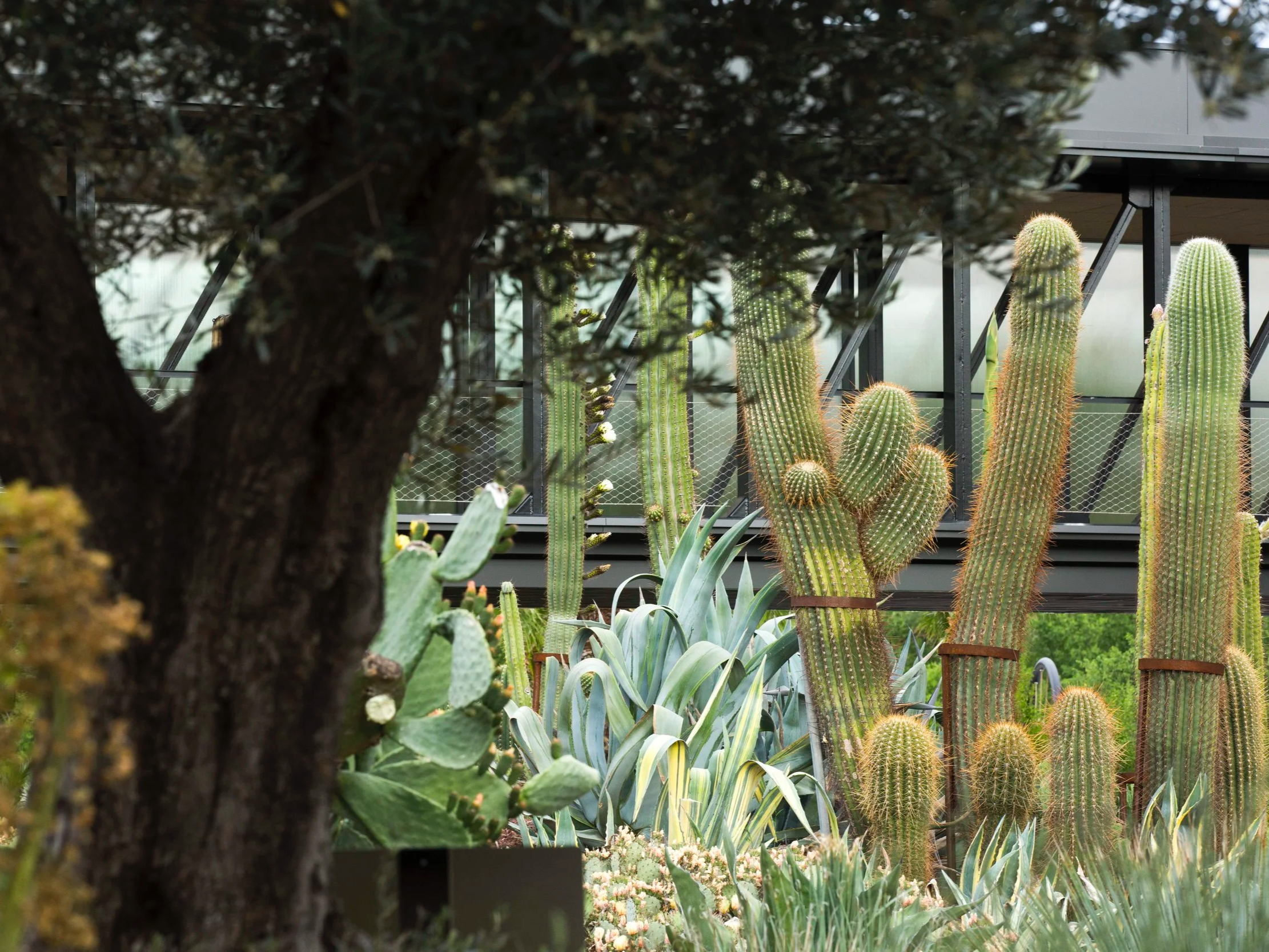 Varias especies de cactus y plantas suculentas en un jardínBotánico, vista parcialmente de un árbol en primer plano.