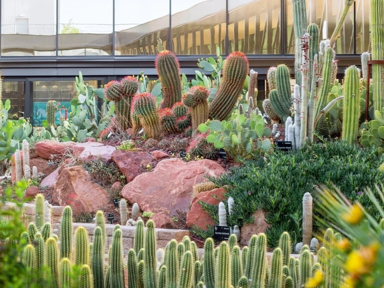 Diversos tipos de cactus y suculentas en un jardín interior o invernadero con paredes de vidrio.