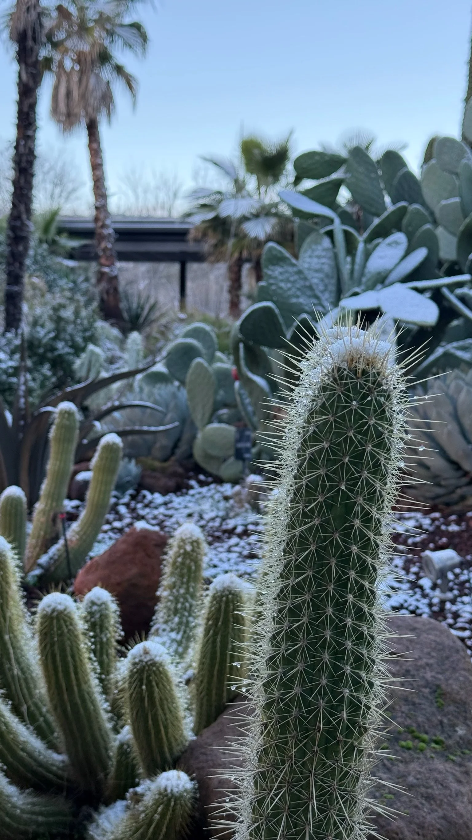 ¿Cuánto frío aguanta un cactus? Guía sobre rusticidad y resistencia al invierno