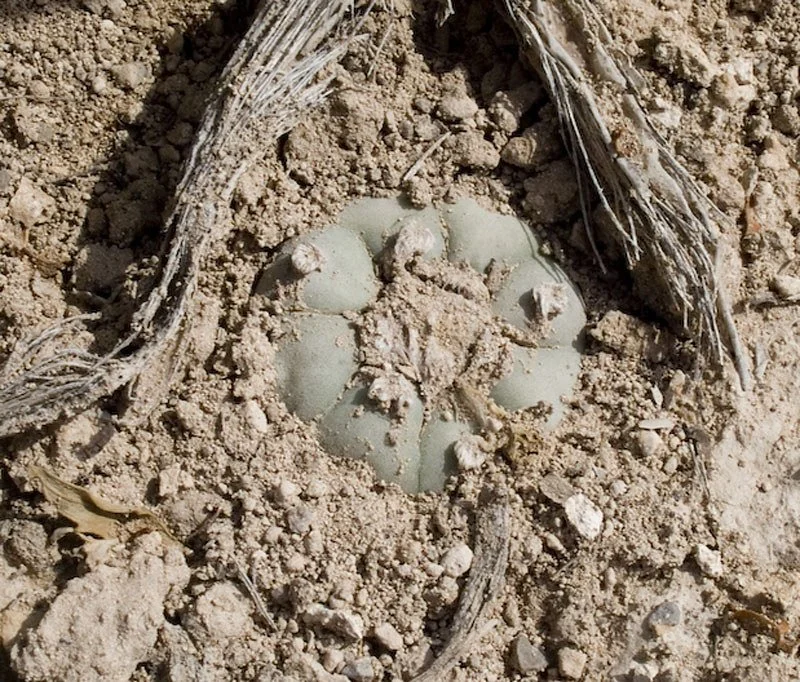 Cactus en hábitat vs. cactus domesticados: qué cambia realmente
