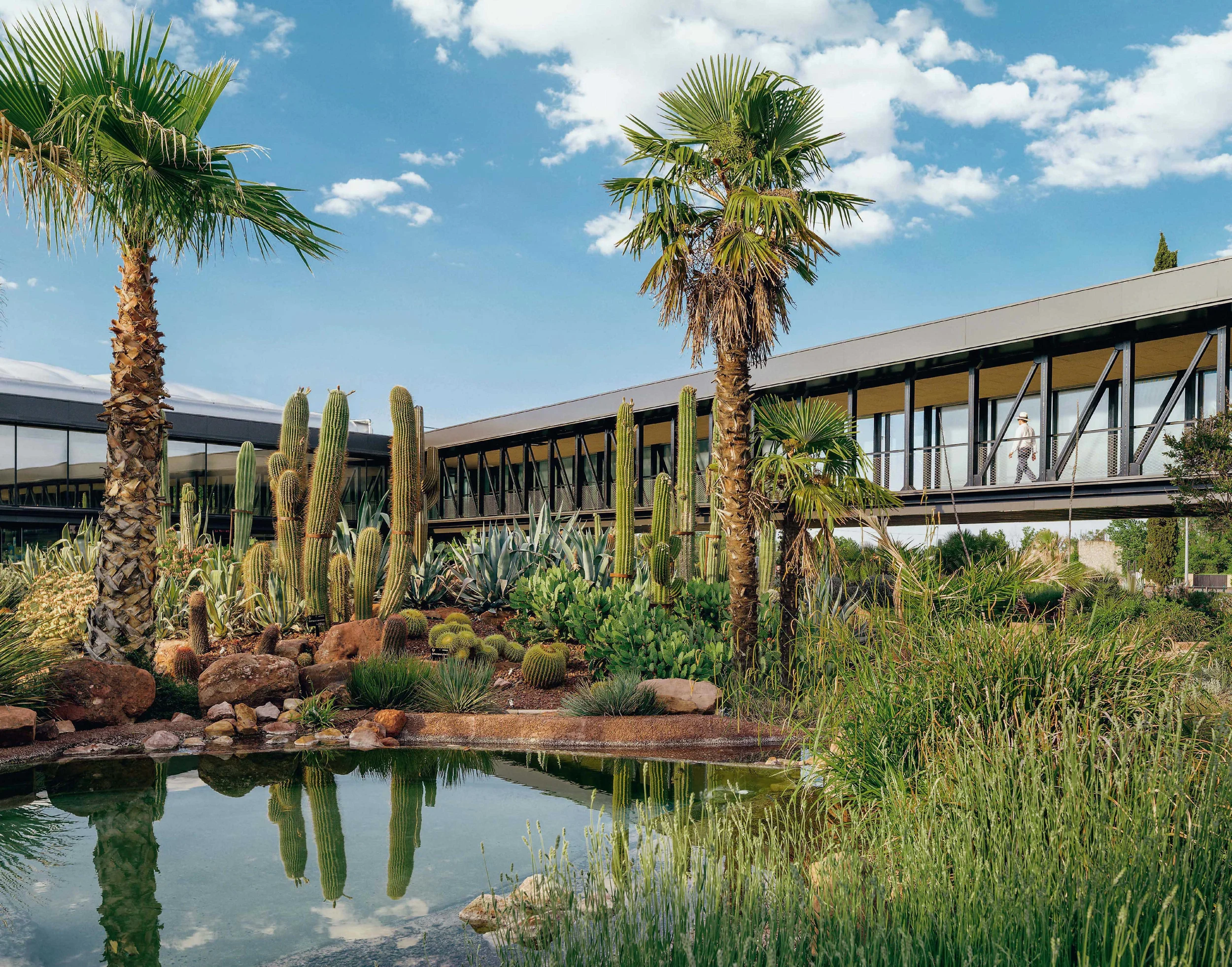 Paisaje con palmeras, cactus y laguna en un jardín botánico, con un edificio moderno de fondo y cielo azul con nubes