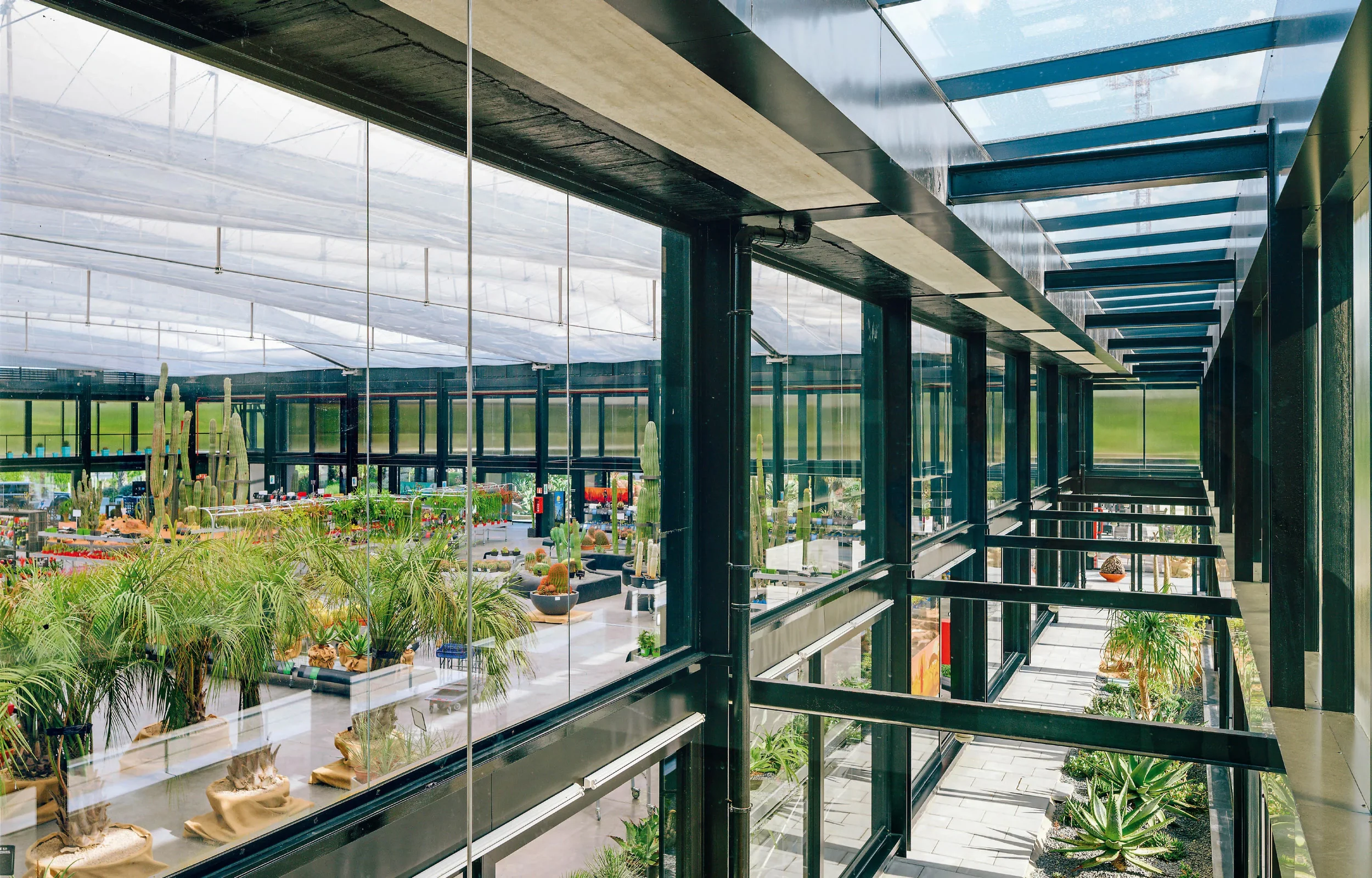 Vista interior de un invernadero con plantas de cactus y otras suculentas, con paredes y ventanas de vidrio y una estructura metálica negra.