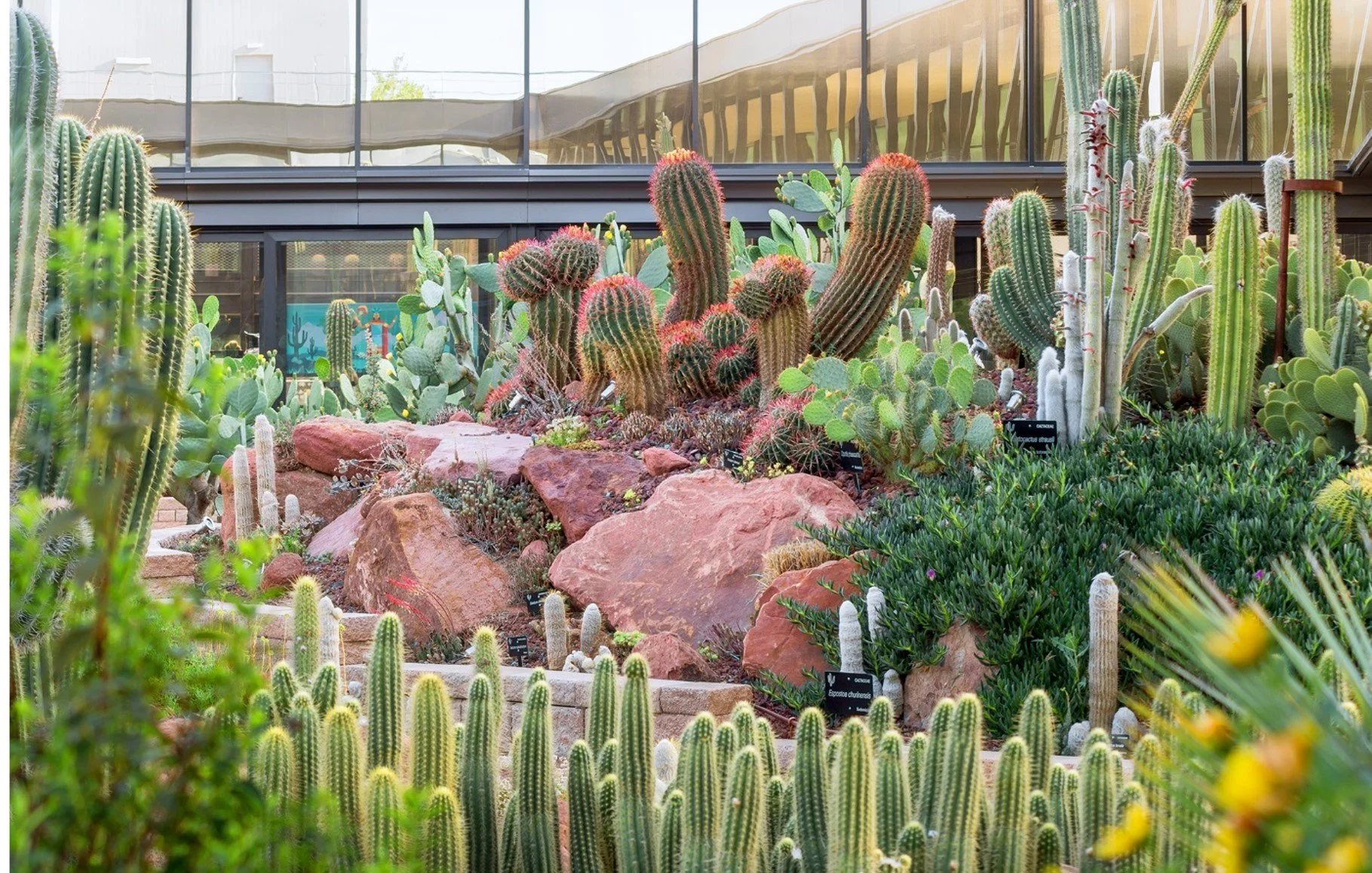 Jardín con diferentes tipos de cactus y rocas grandes.