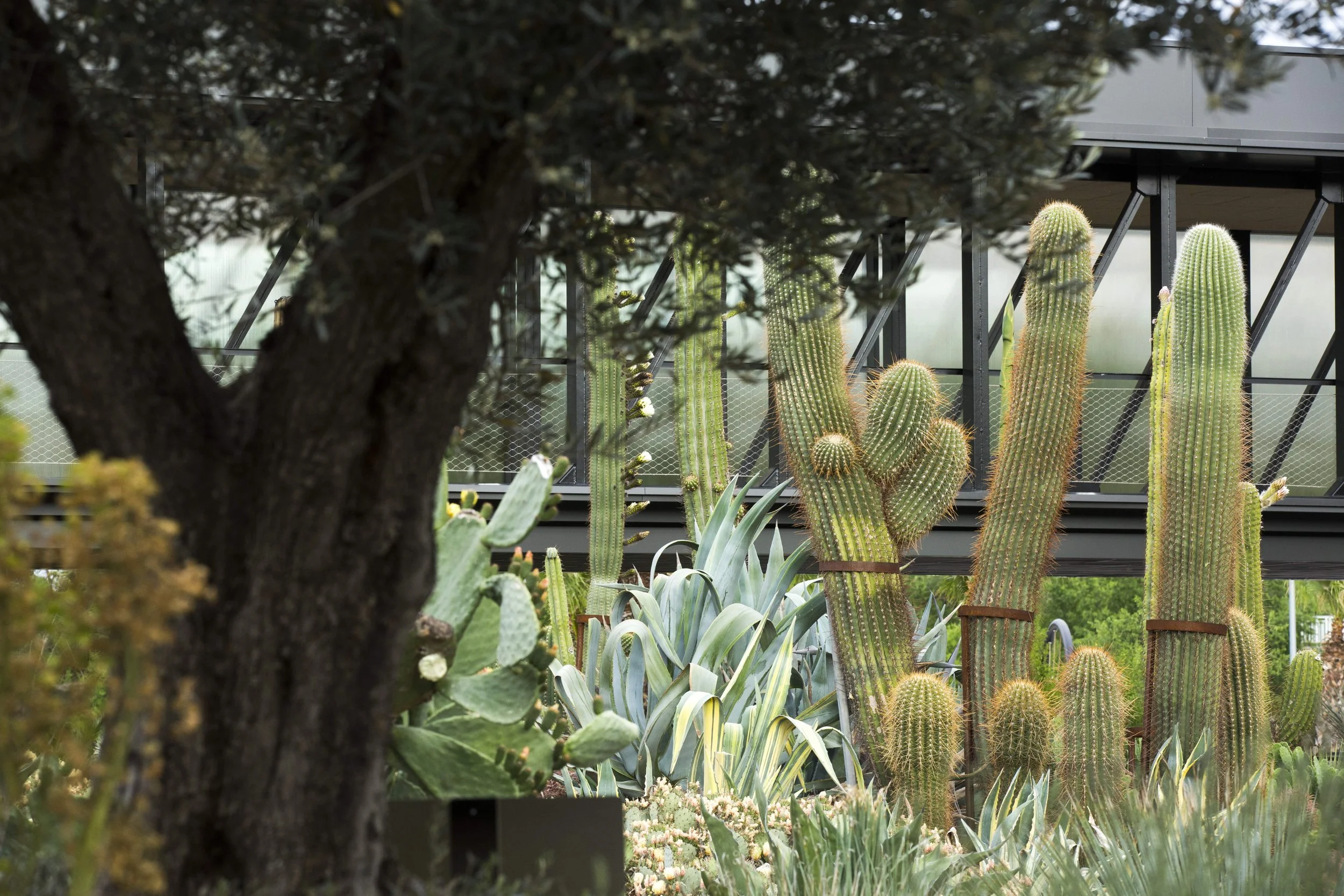 Vista de cactus y plantas en un jardín con estructura metálica en el fondo.