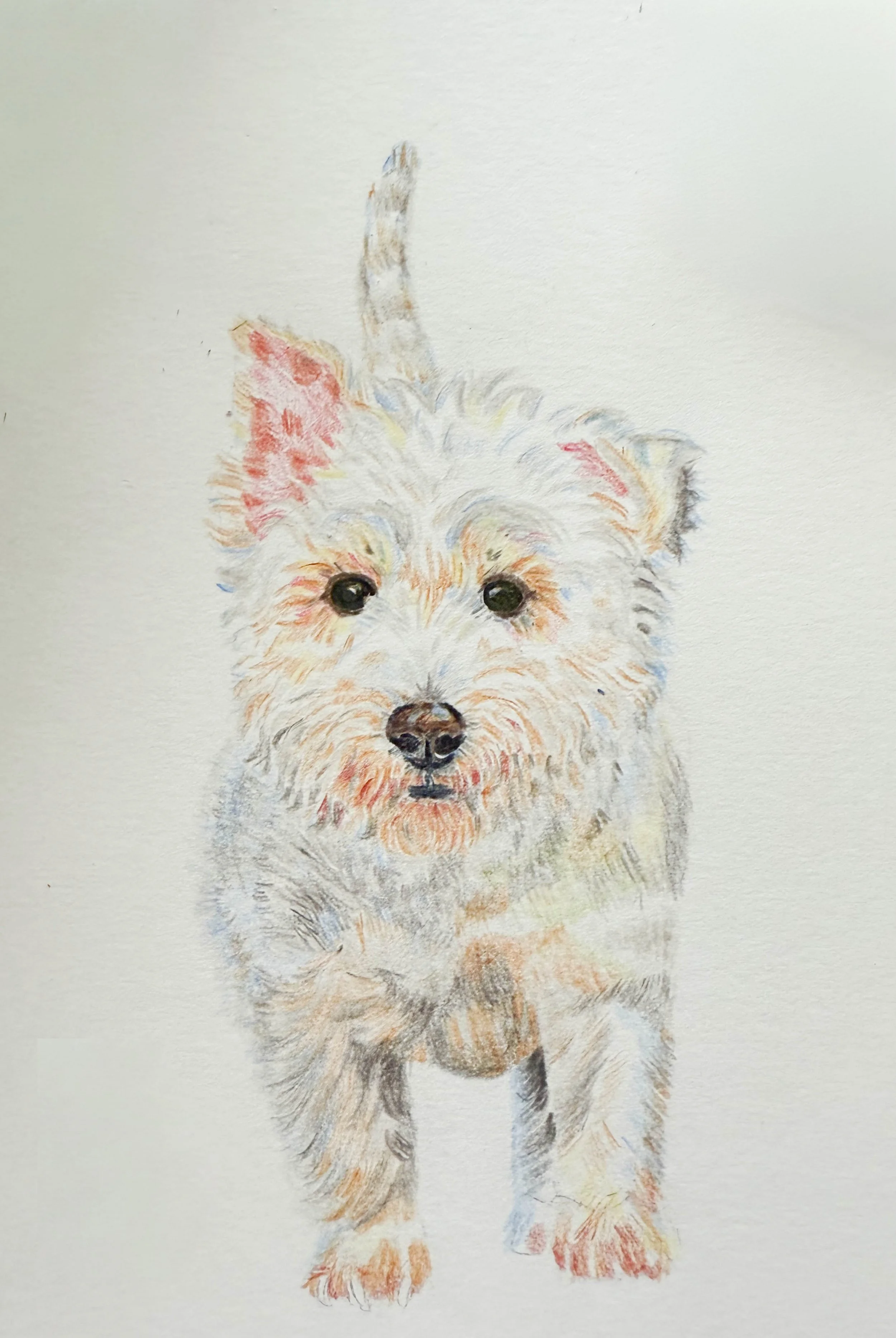 A watercolor painting of a fluffy puppy, possibly a terrier, standing on a white background, with detailed fur and expressive dark eyes.