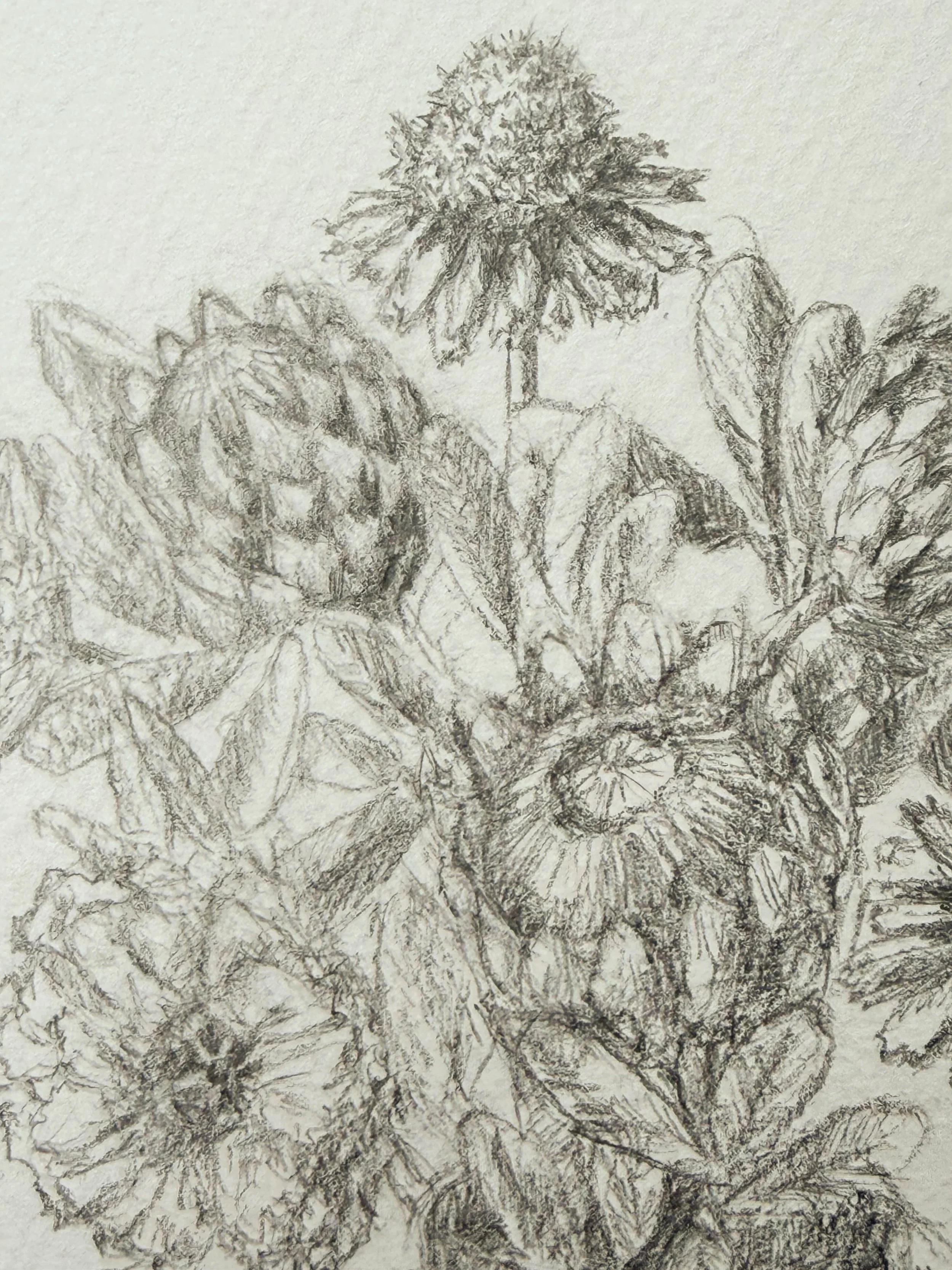 A detailed pencil sketch of a cluster of leafy plants, including a tall plant with a large, spiky flower head, and other leafy foliage surrounding it.