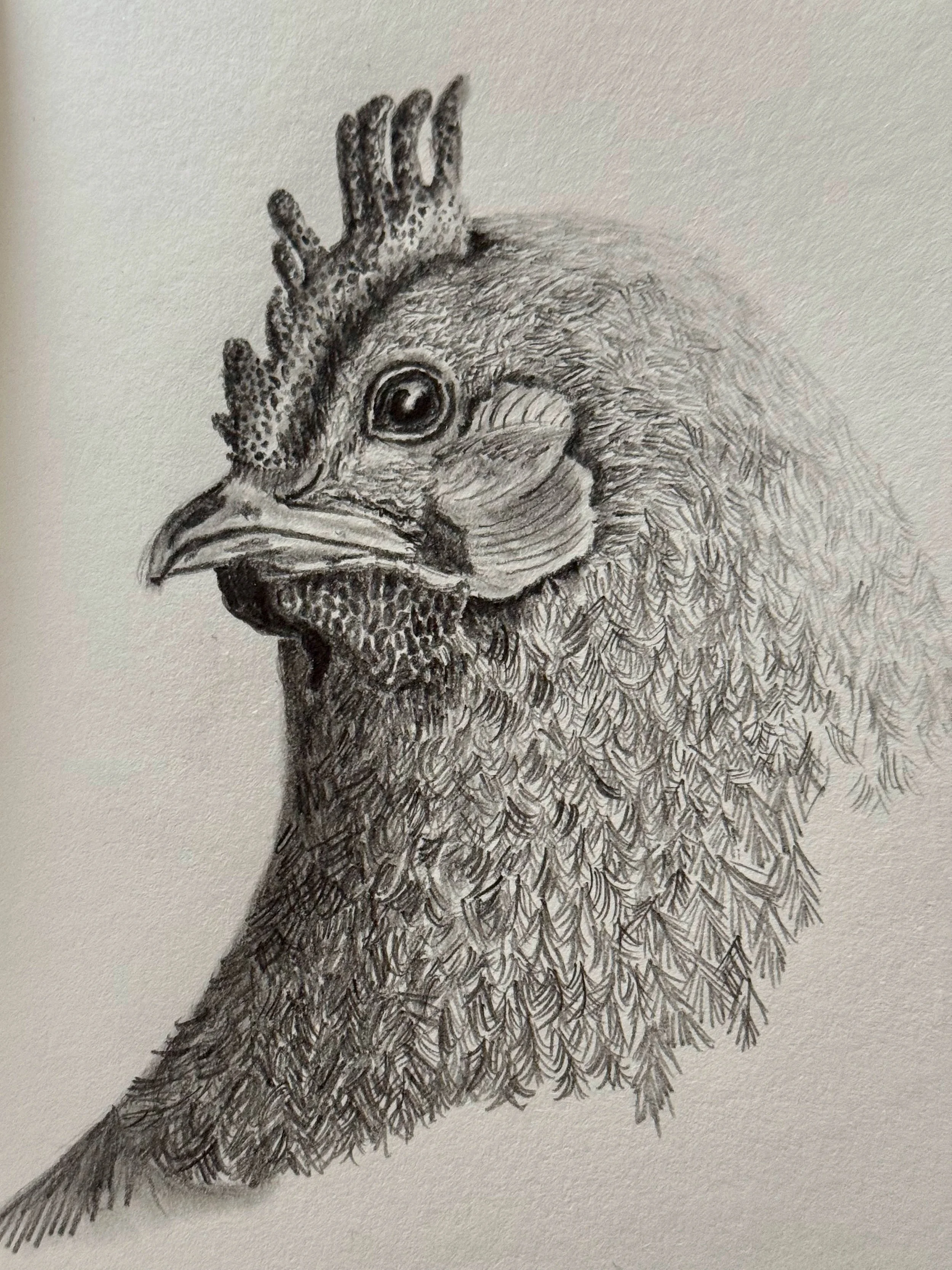 A detailed pencil drawing of a bird's head, showing the beak, eye, and intricate feather textures on the head and neck.