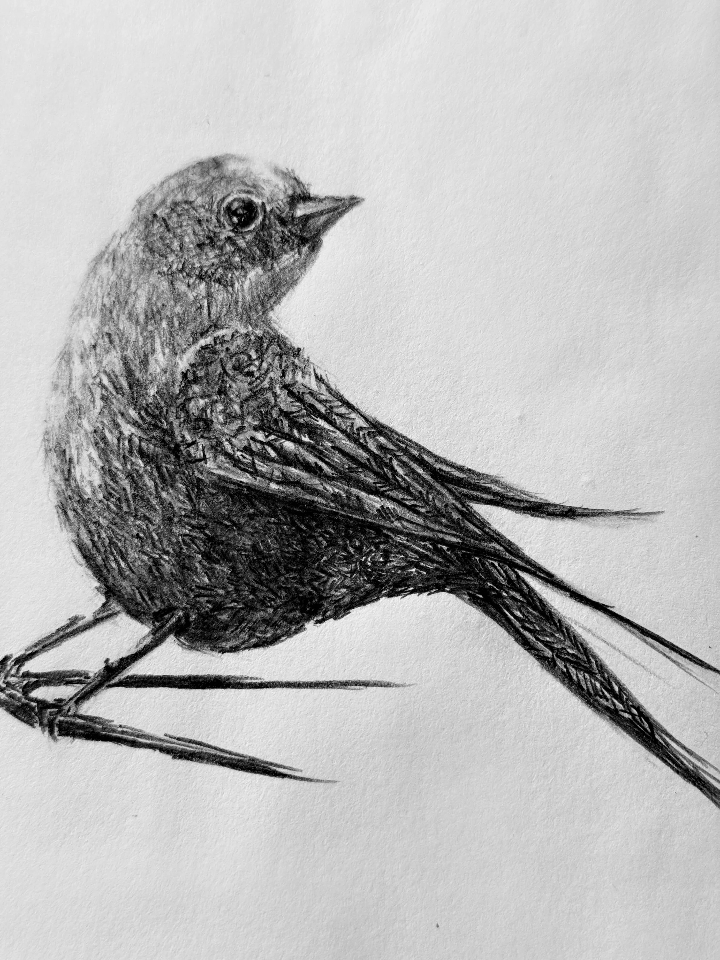 A detailed, black and white pencil drawing of a bird, showing its head, body, and tail, with the bird facing to the right.