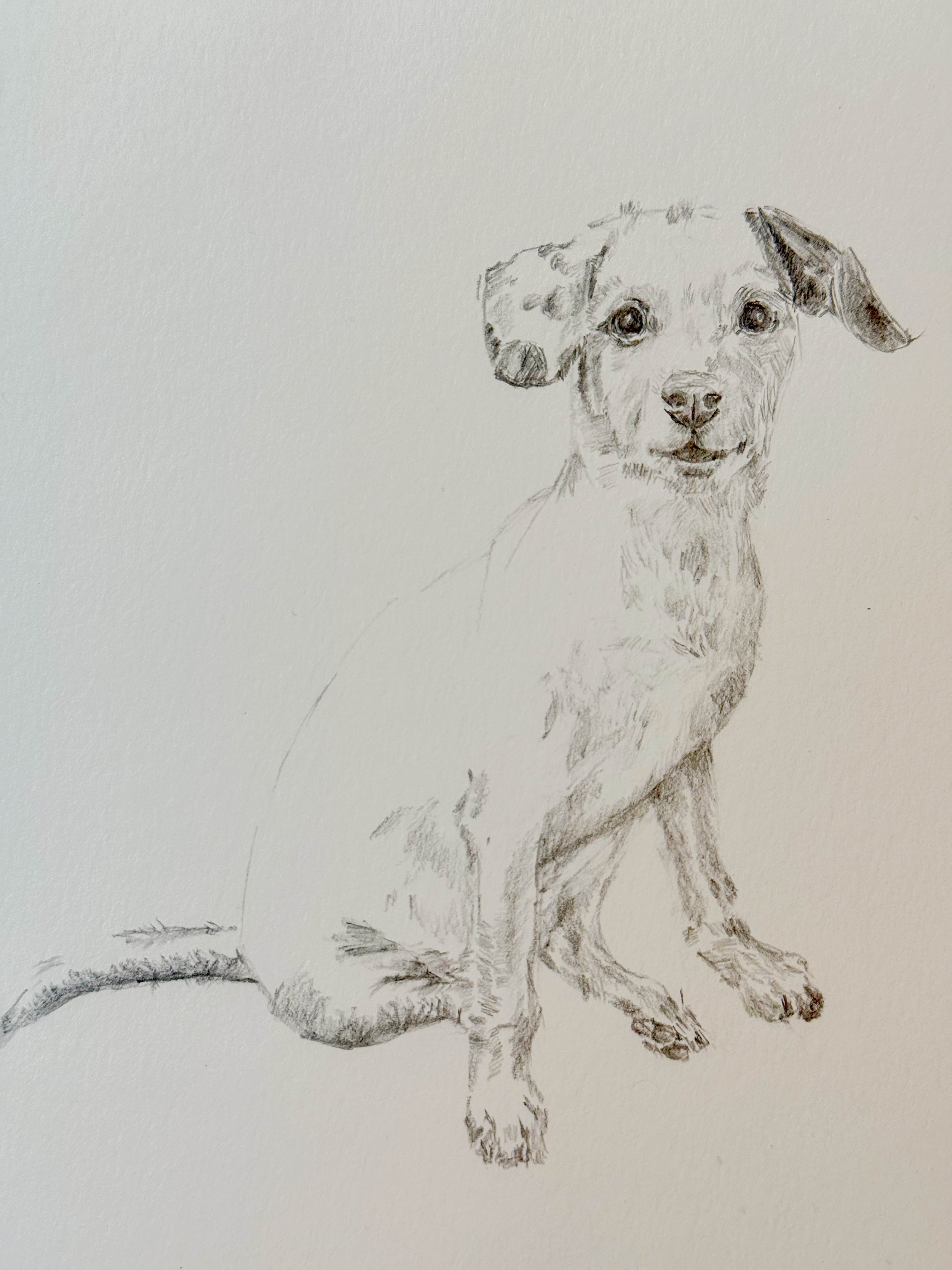 A detailed pencil sketch of a sitting puppy with a short coat, floppy ears, and expressive eyes, facing forward.