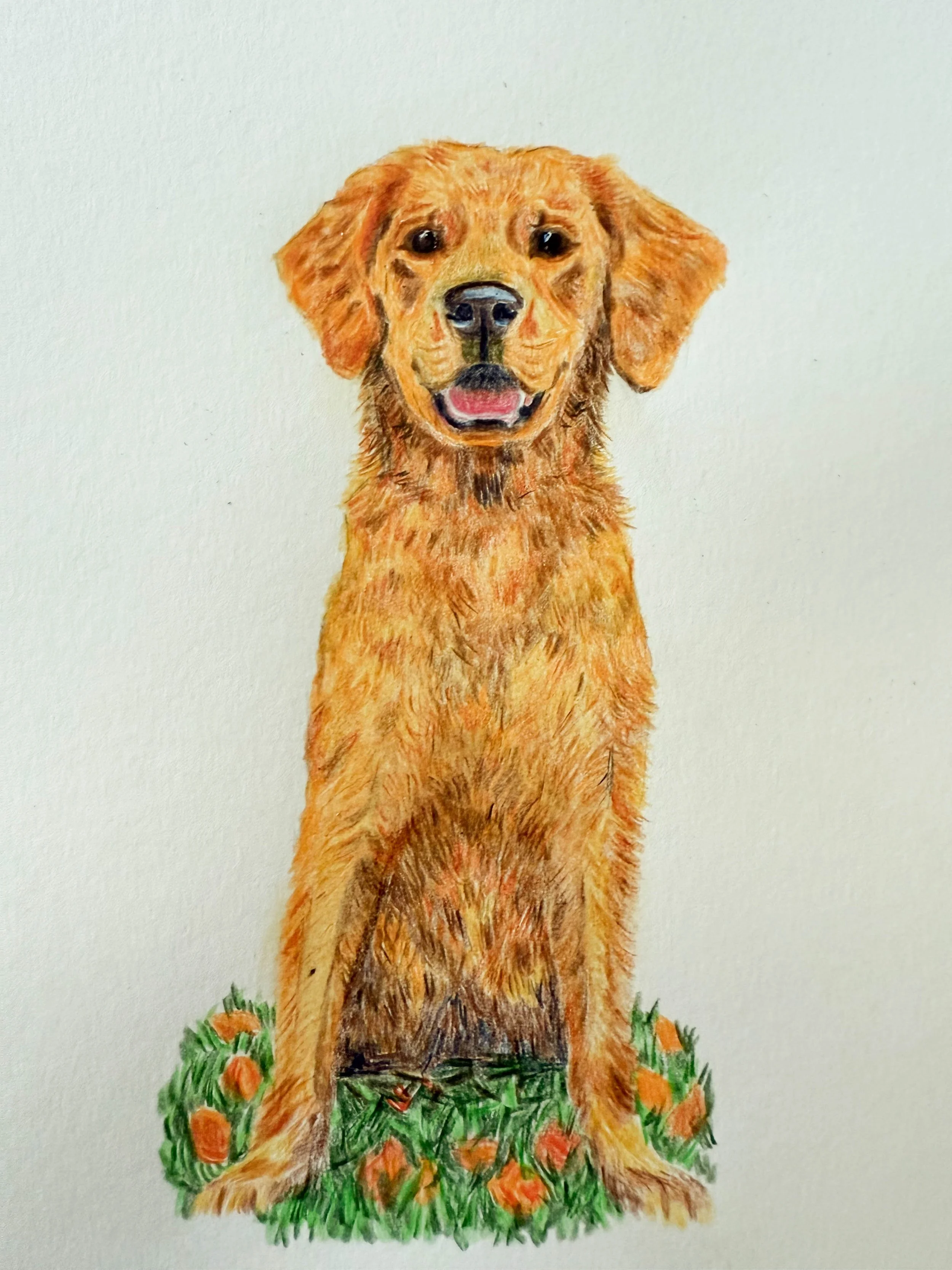 Colorful drawing of a golden retriever sitting on grass with orange flowers around its paws.